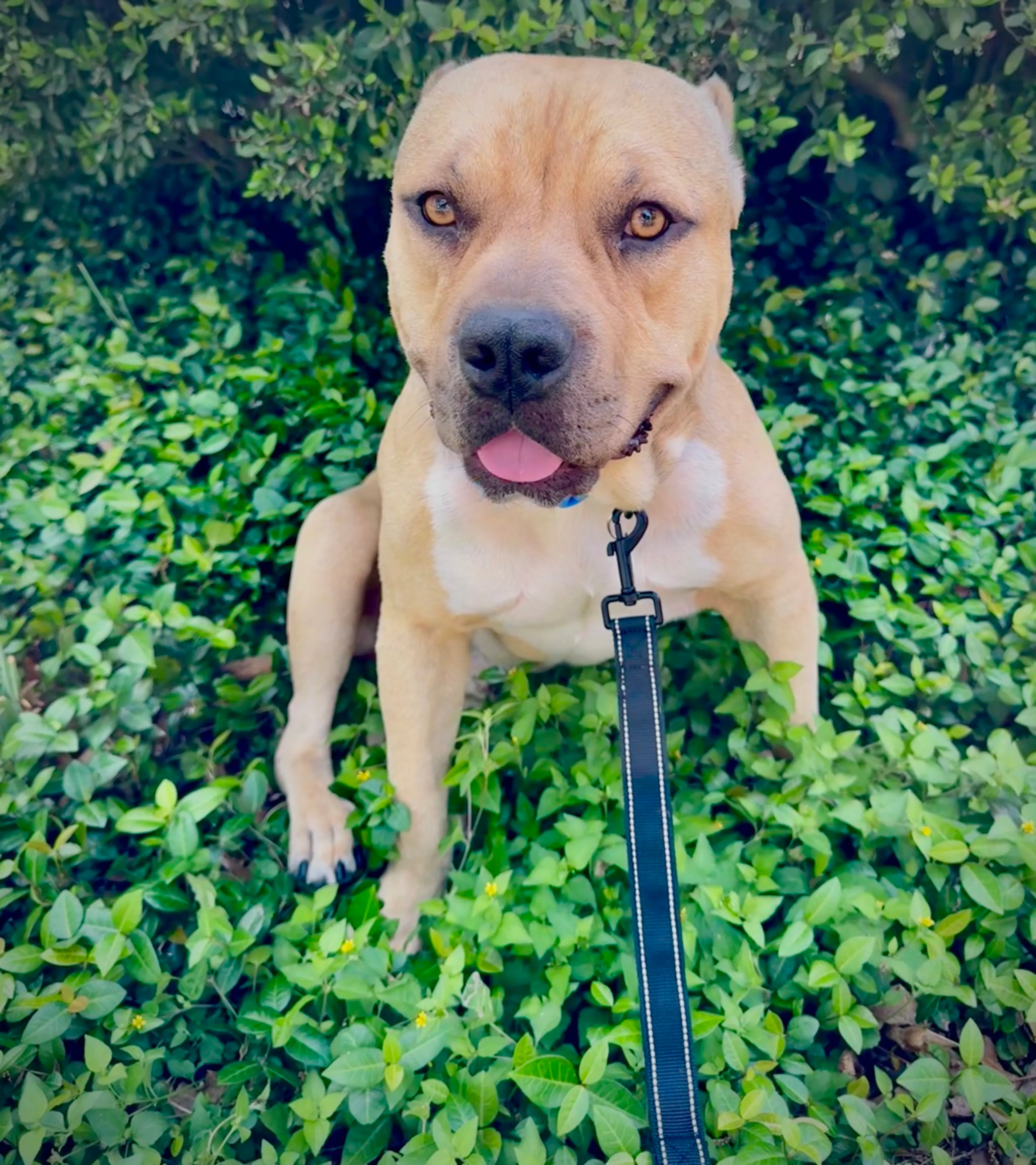 Found pet