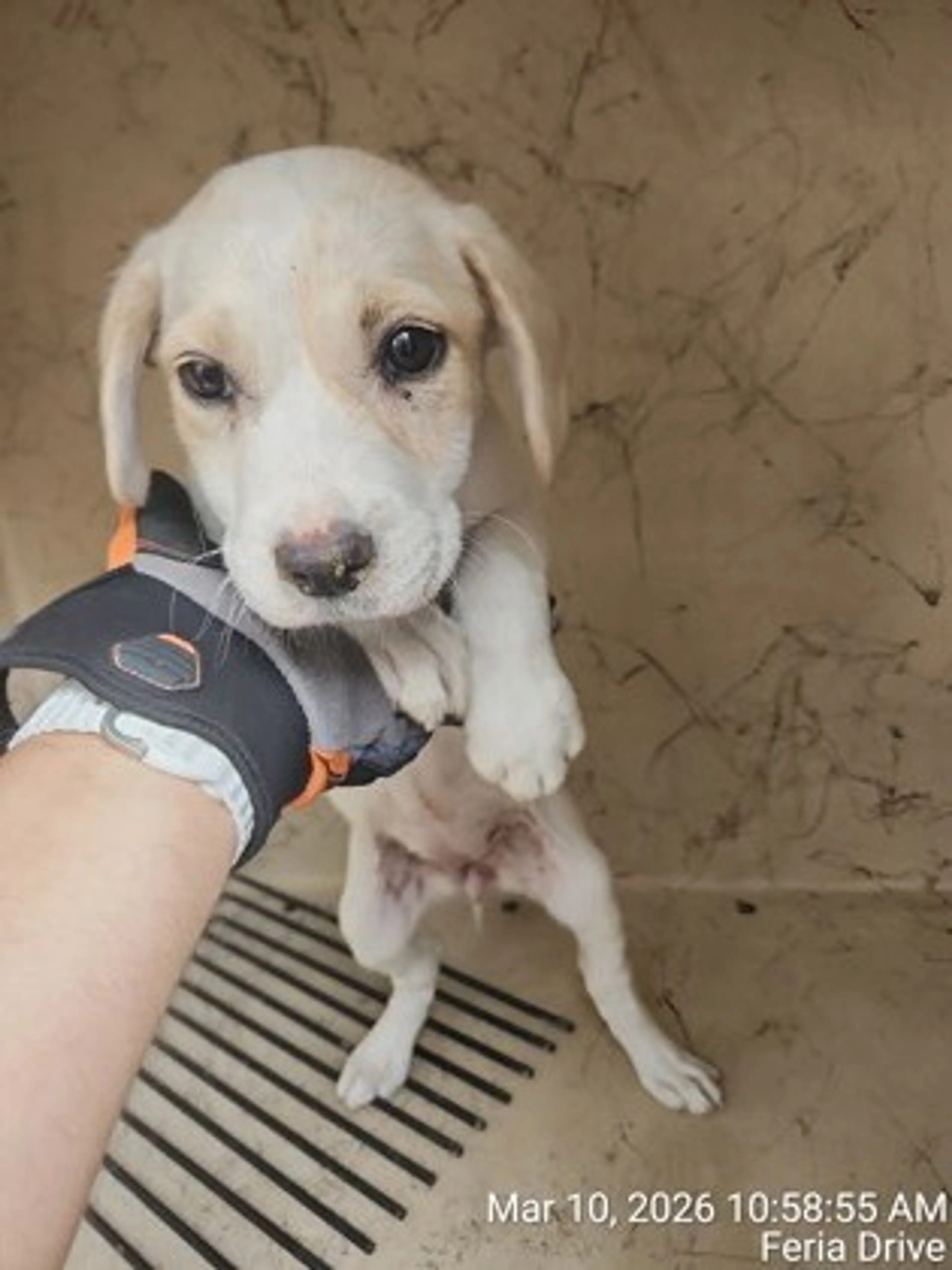 Found pet