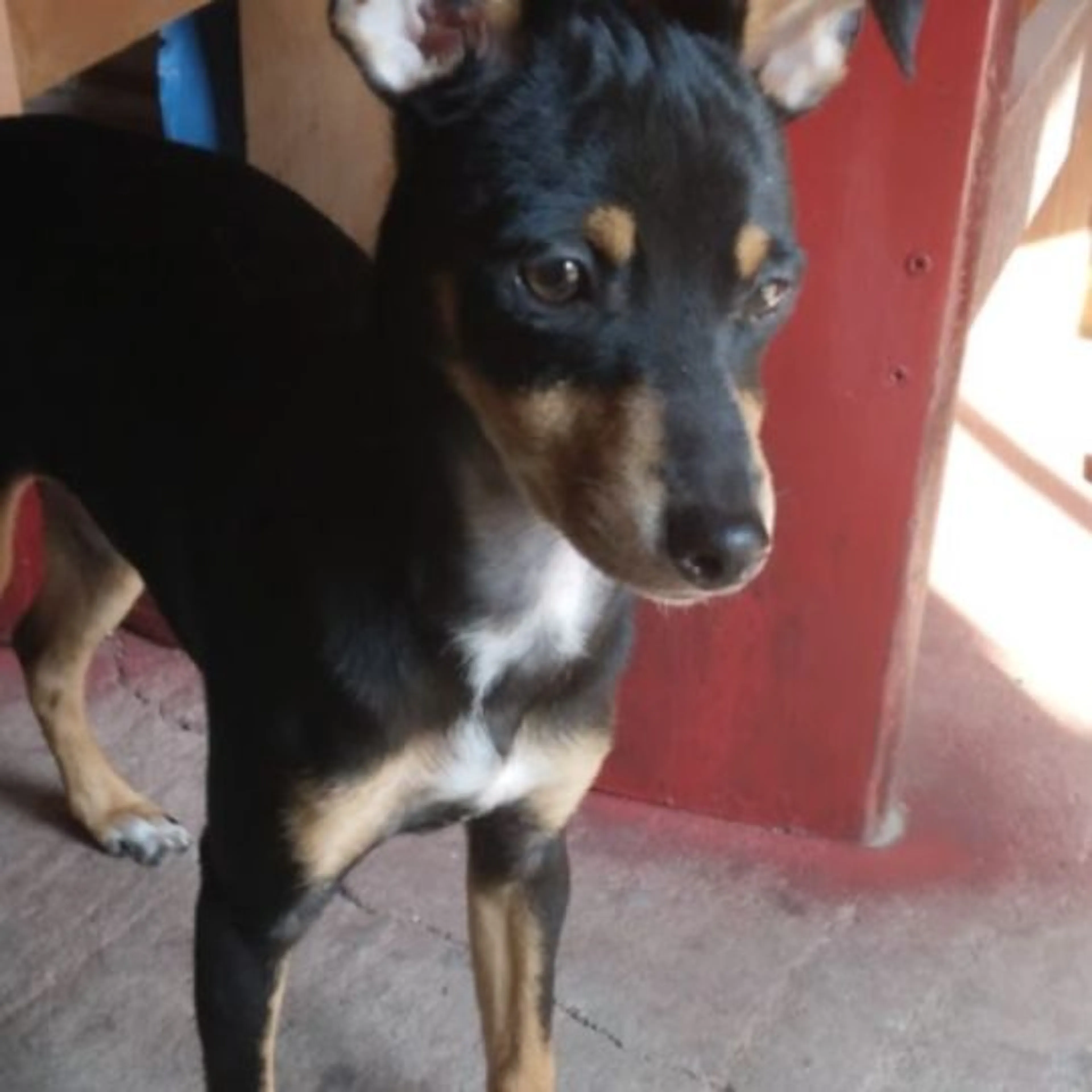 Lost pet
