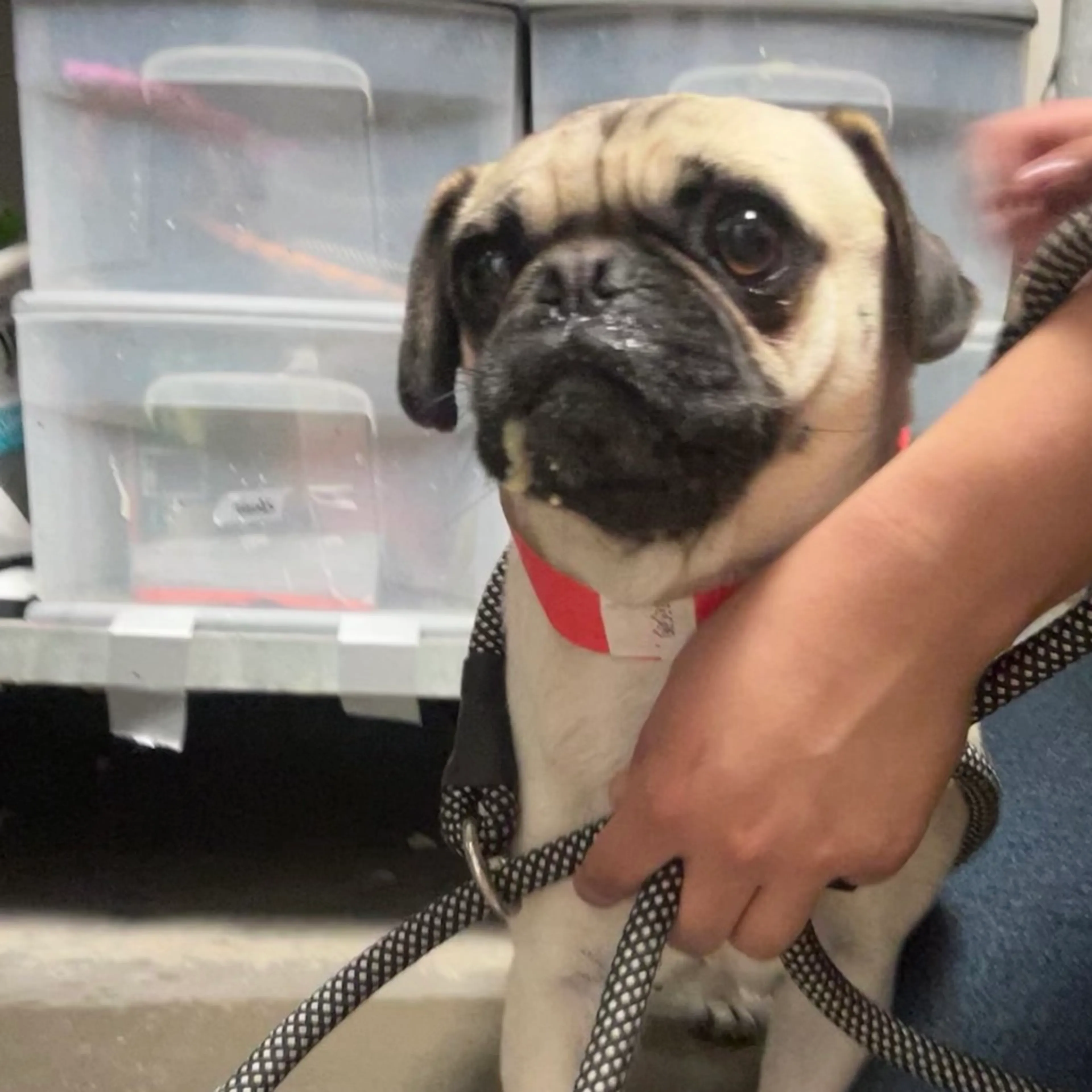 Found pet
