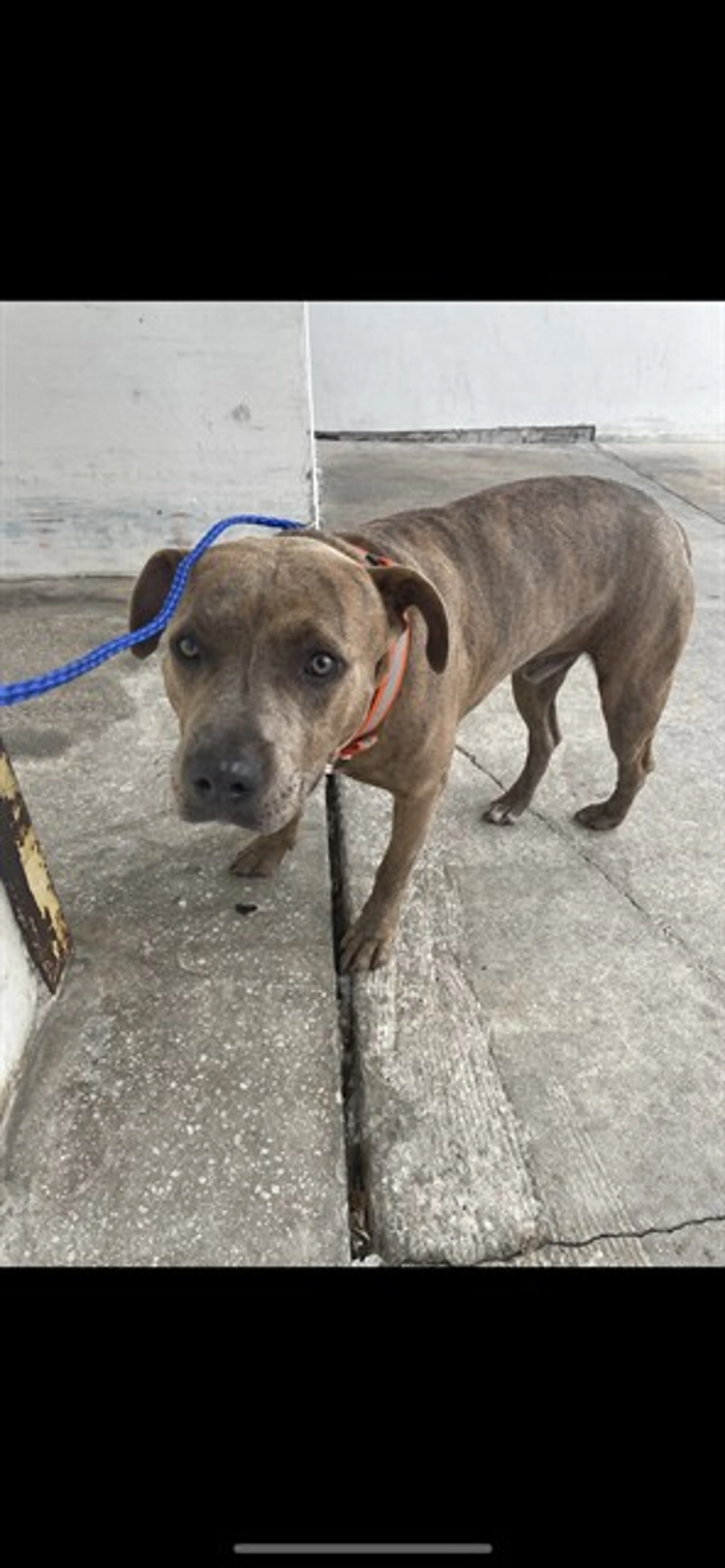 Found pet