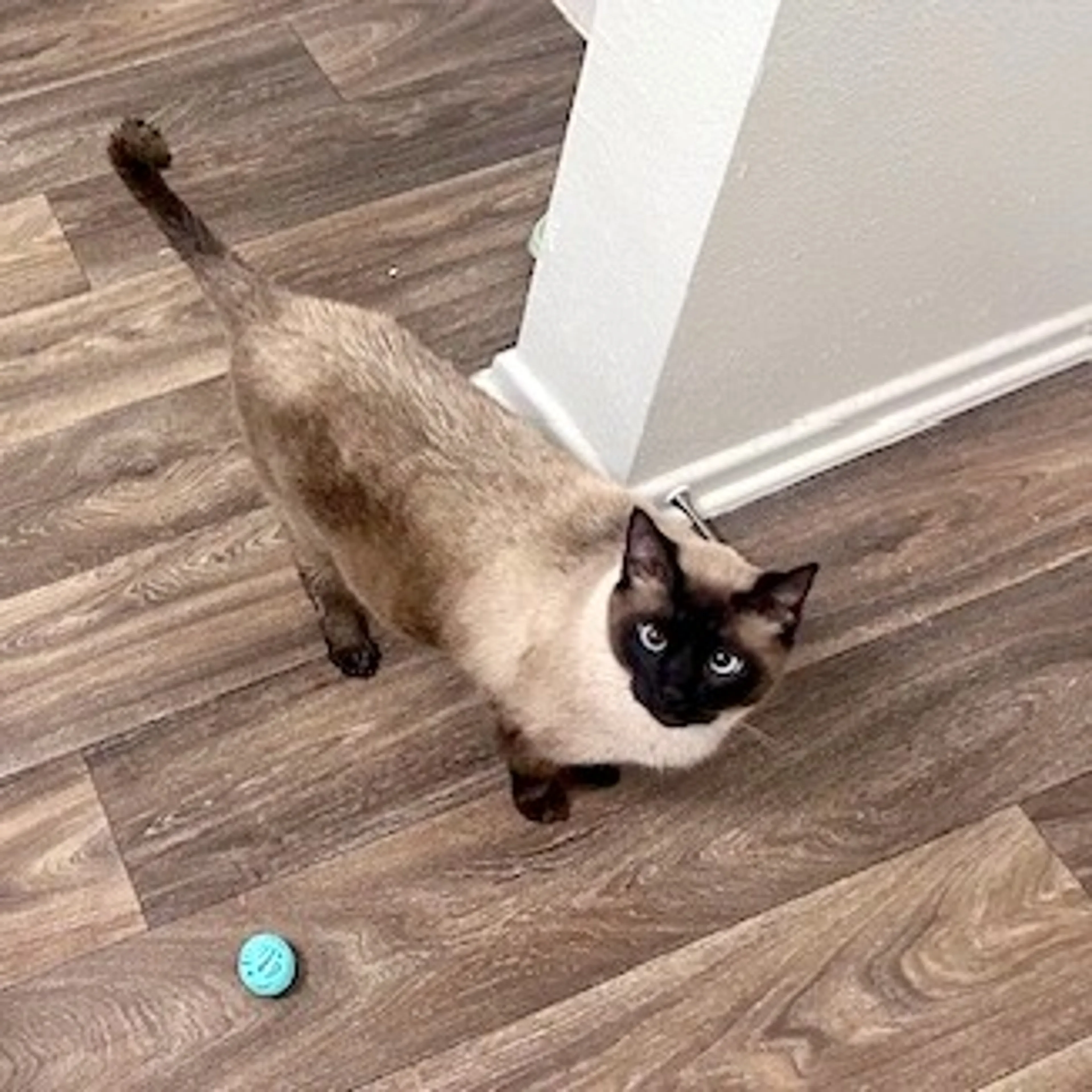 Found pet-5