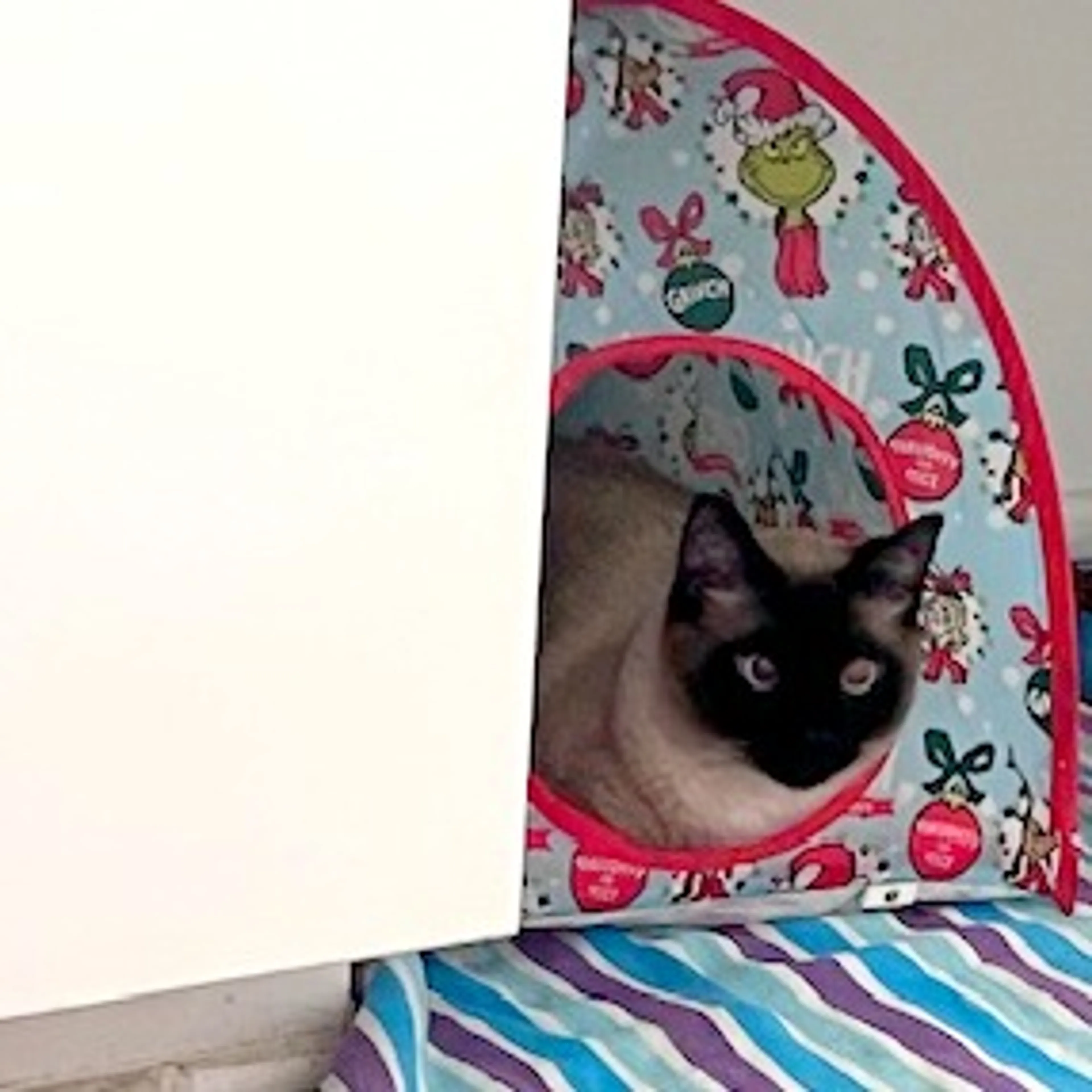 Found pet-6
