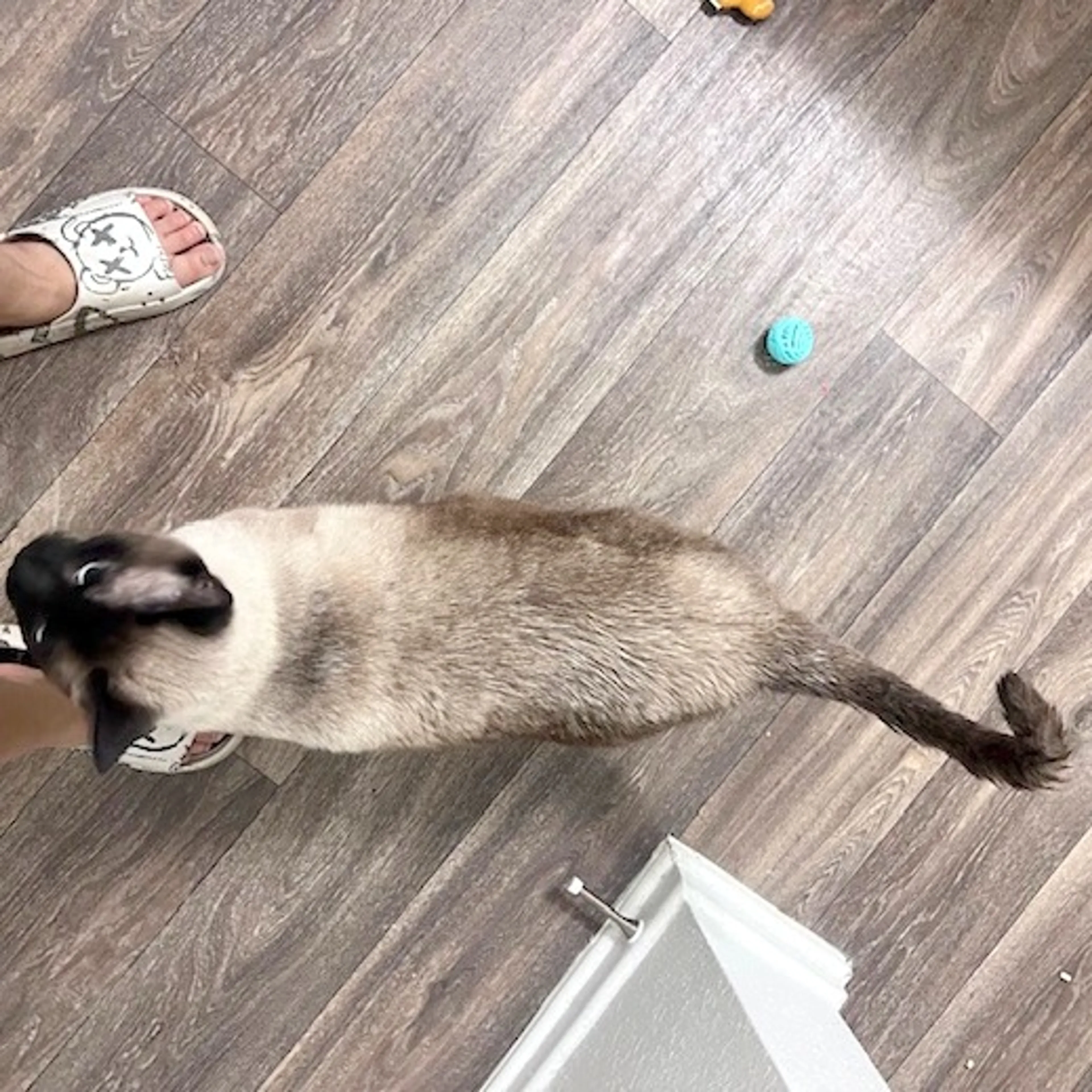 Found pet-3