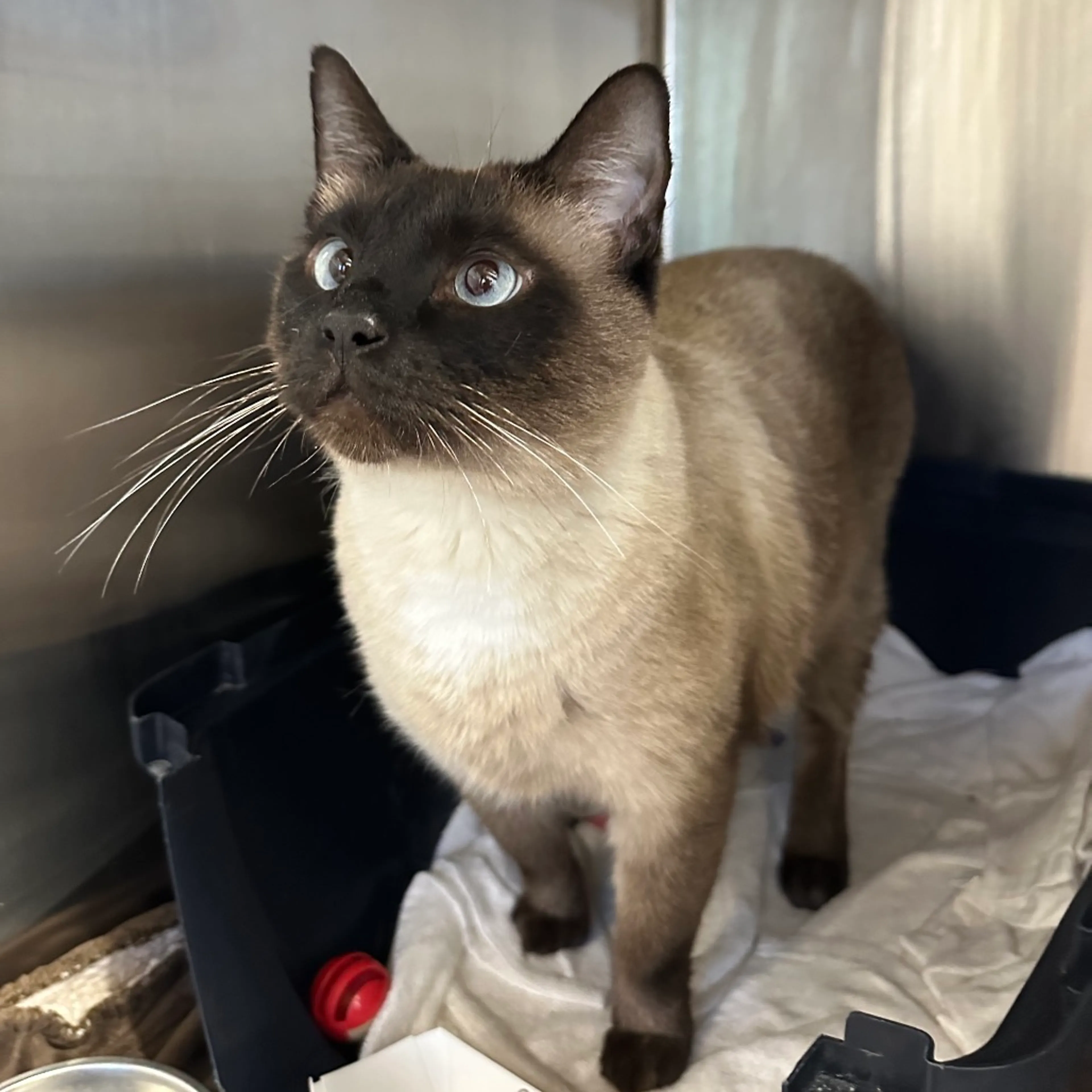 Found pet-1