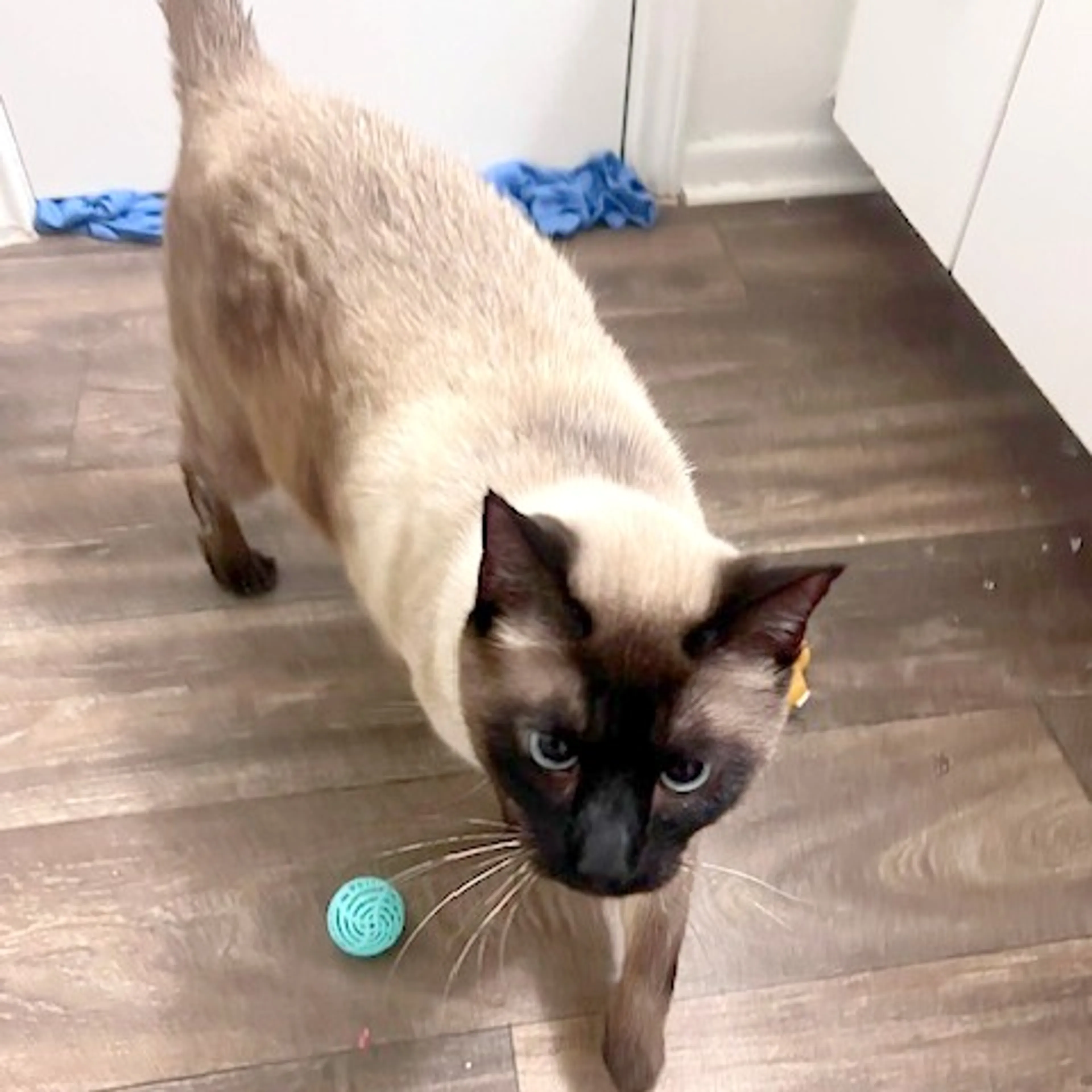 Found pet-7