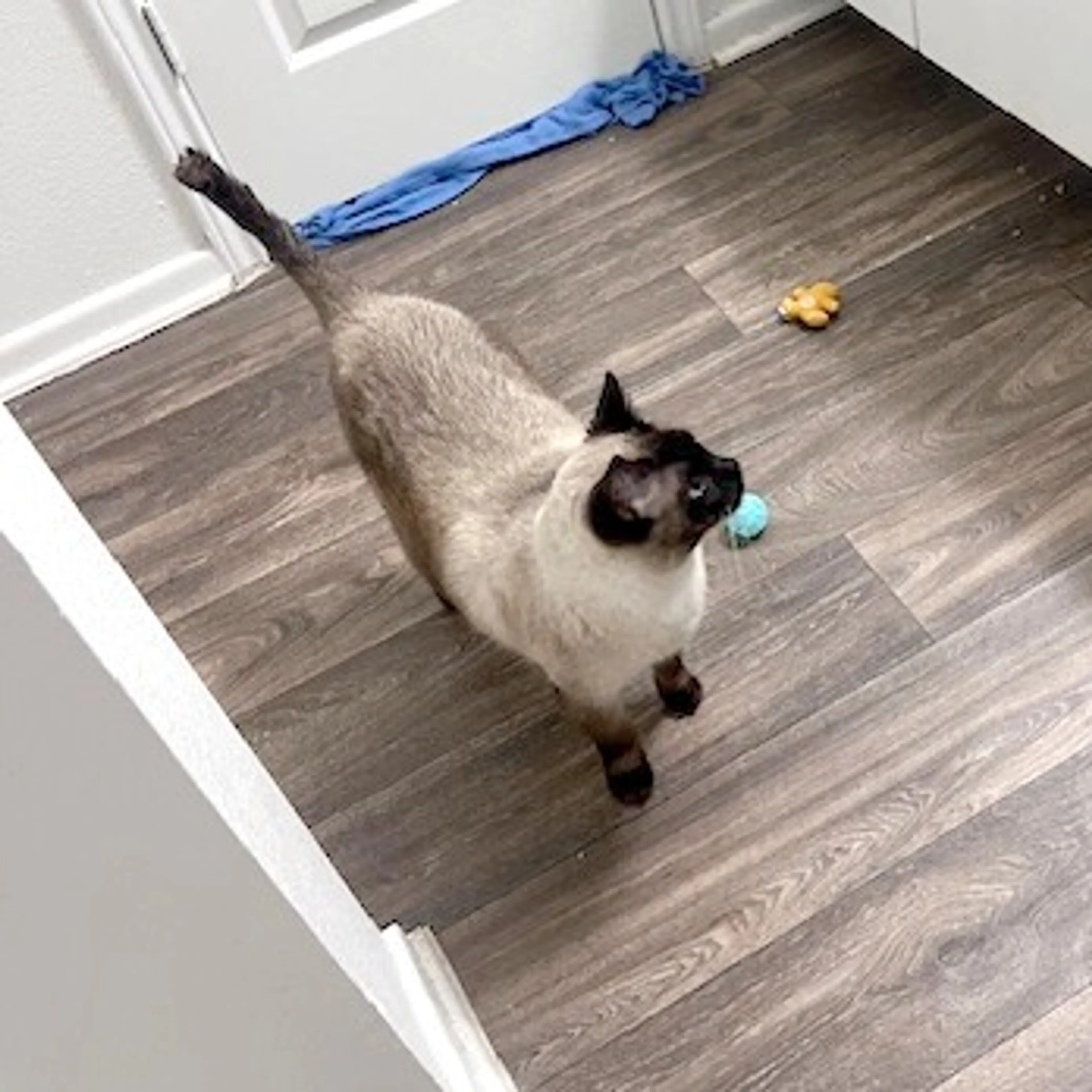 Found pet-4