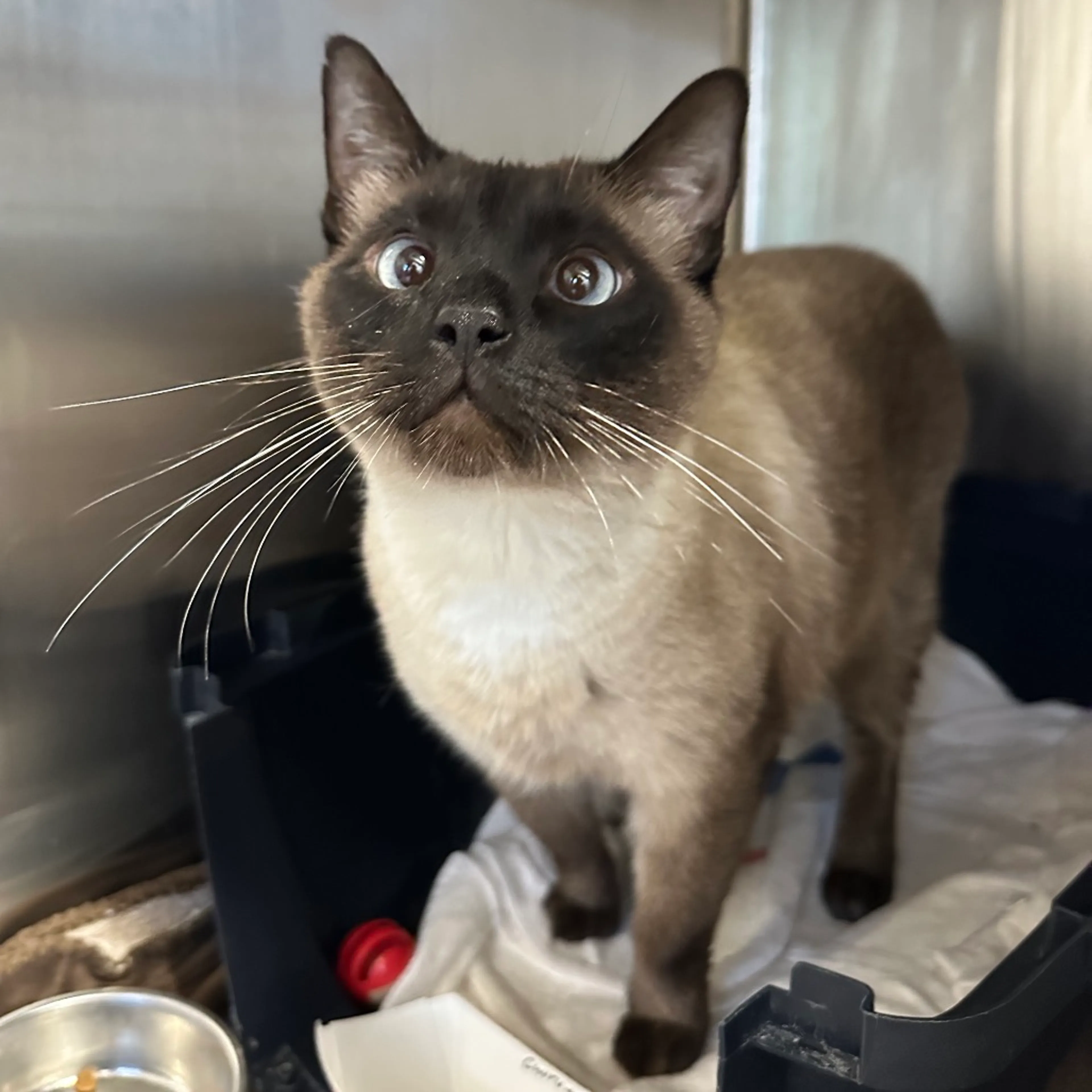 Found pet-2