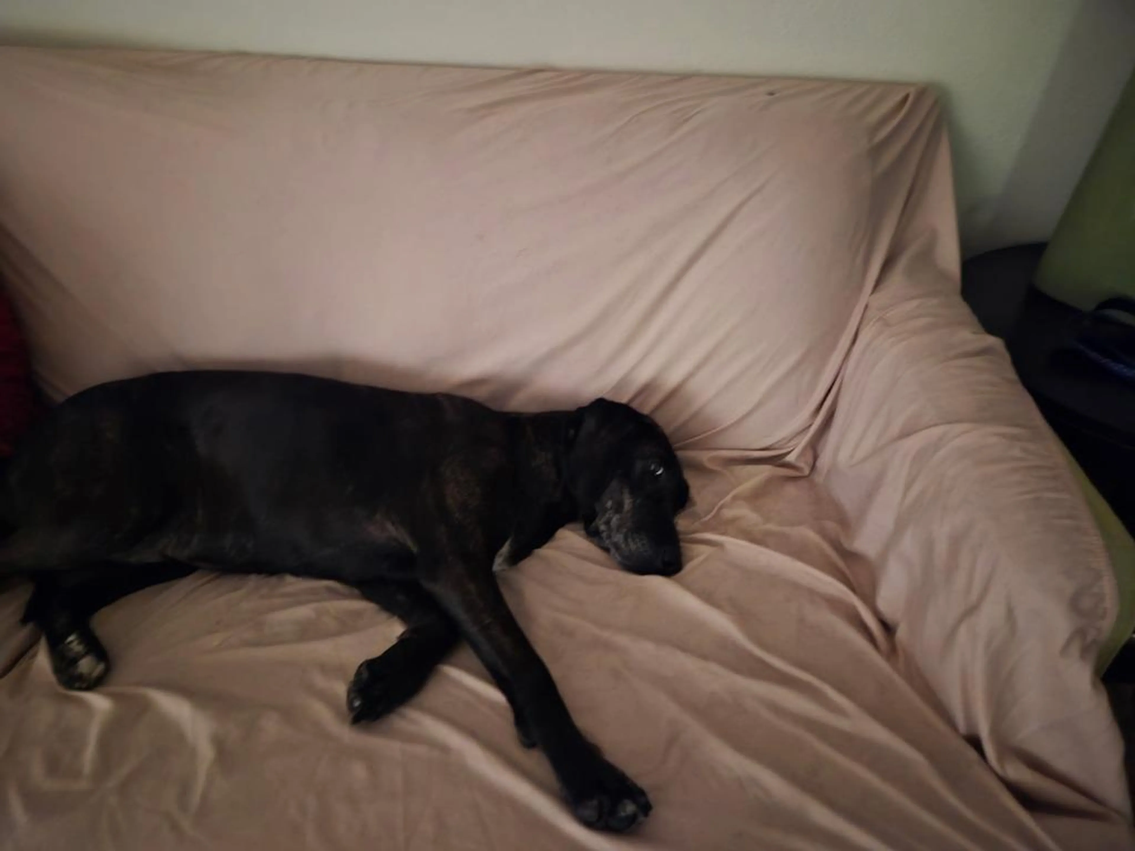 Found pet-3