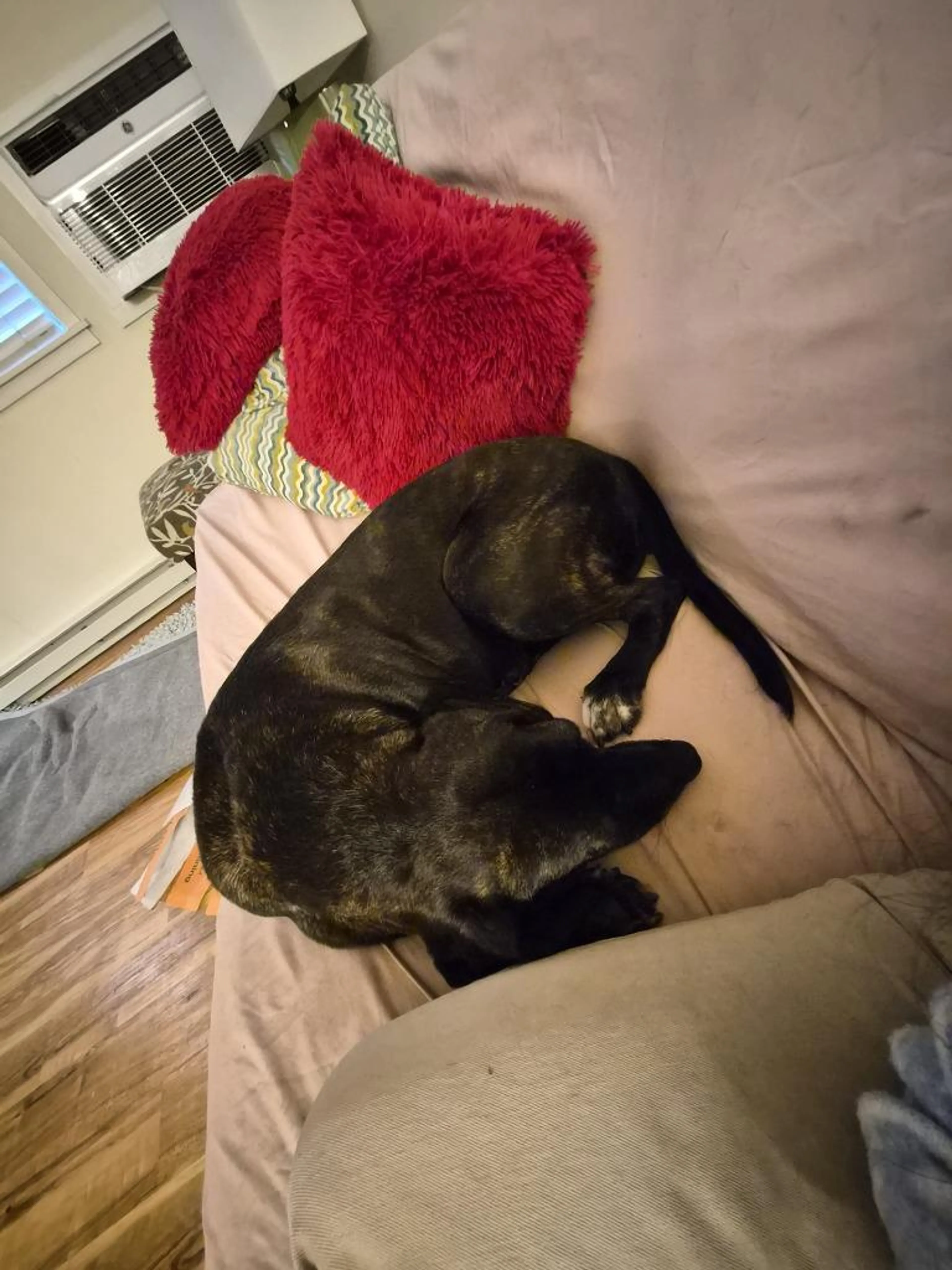 Found pet-1