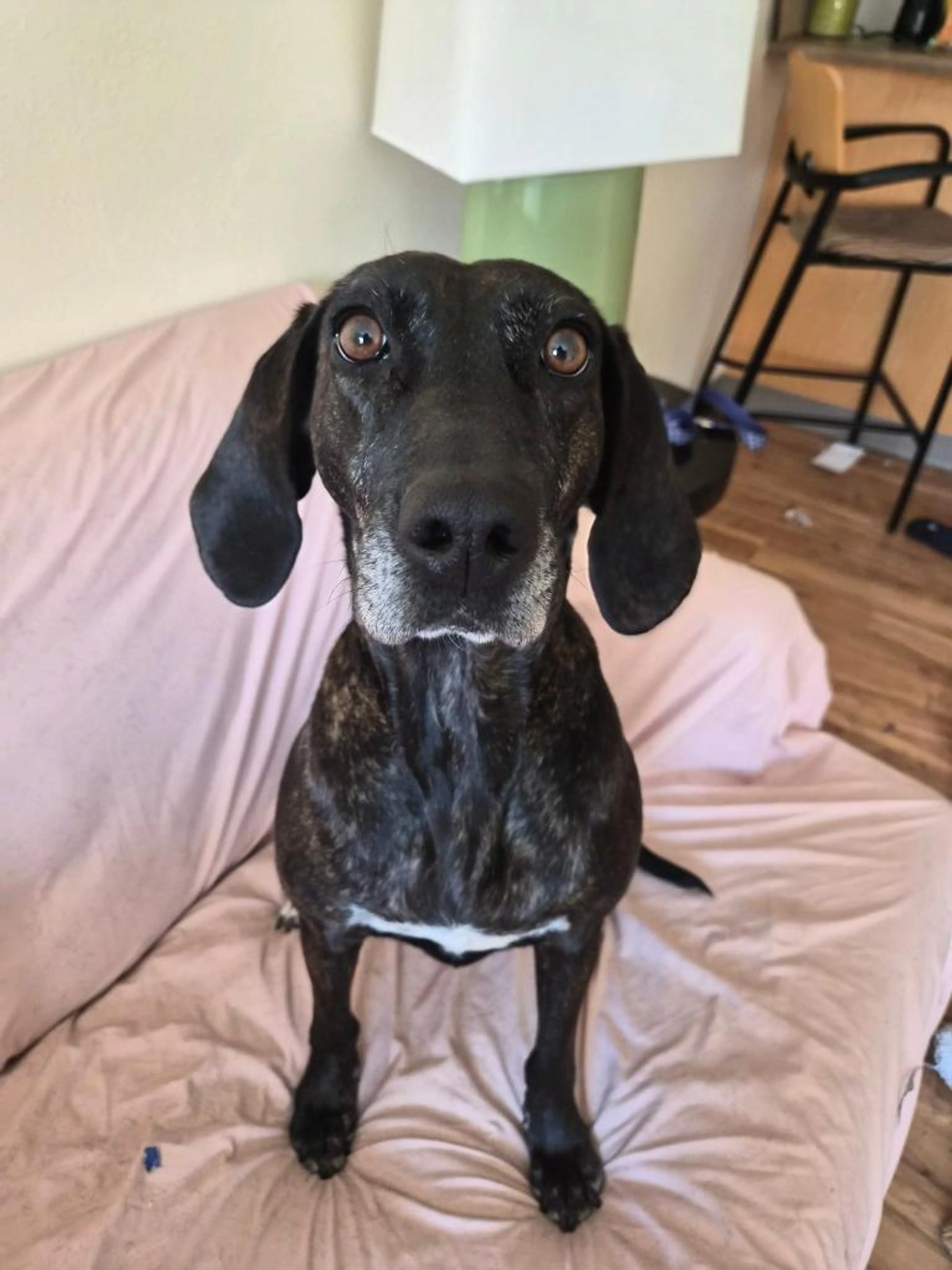 Found pet-4