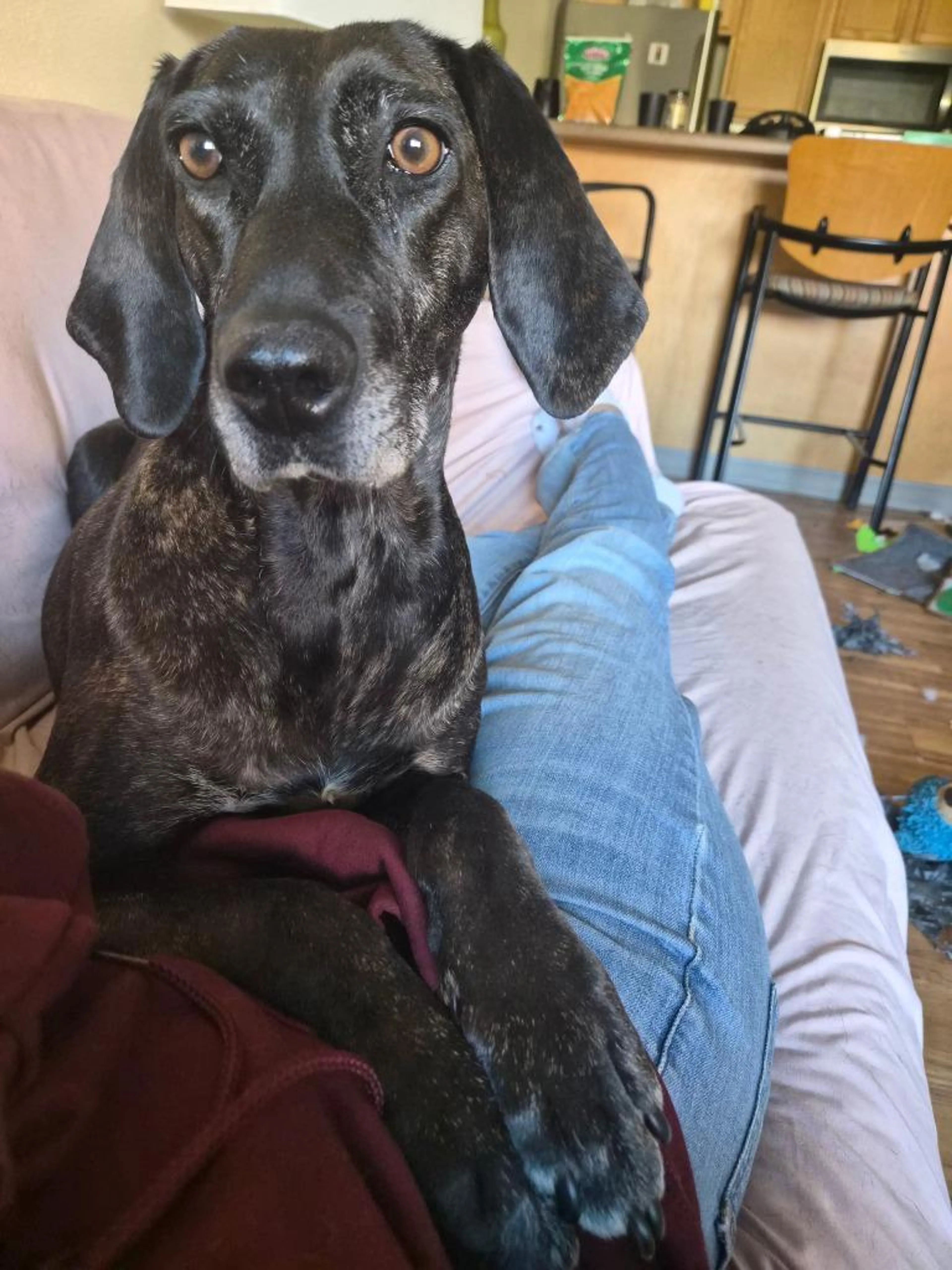 Found pet-0