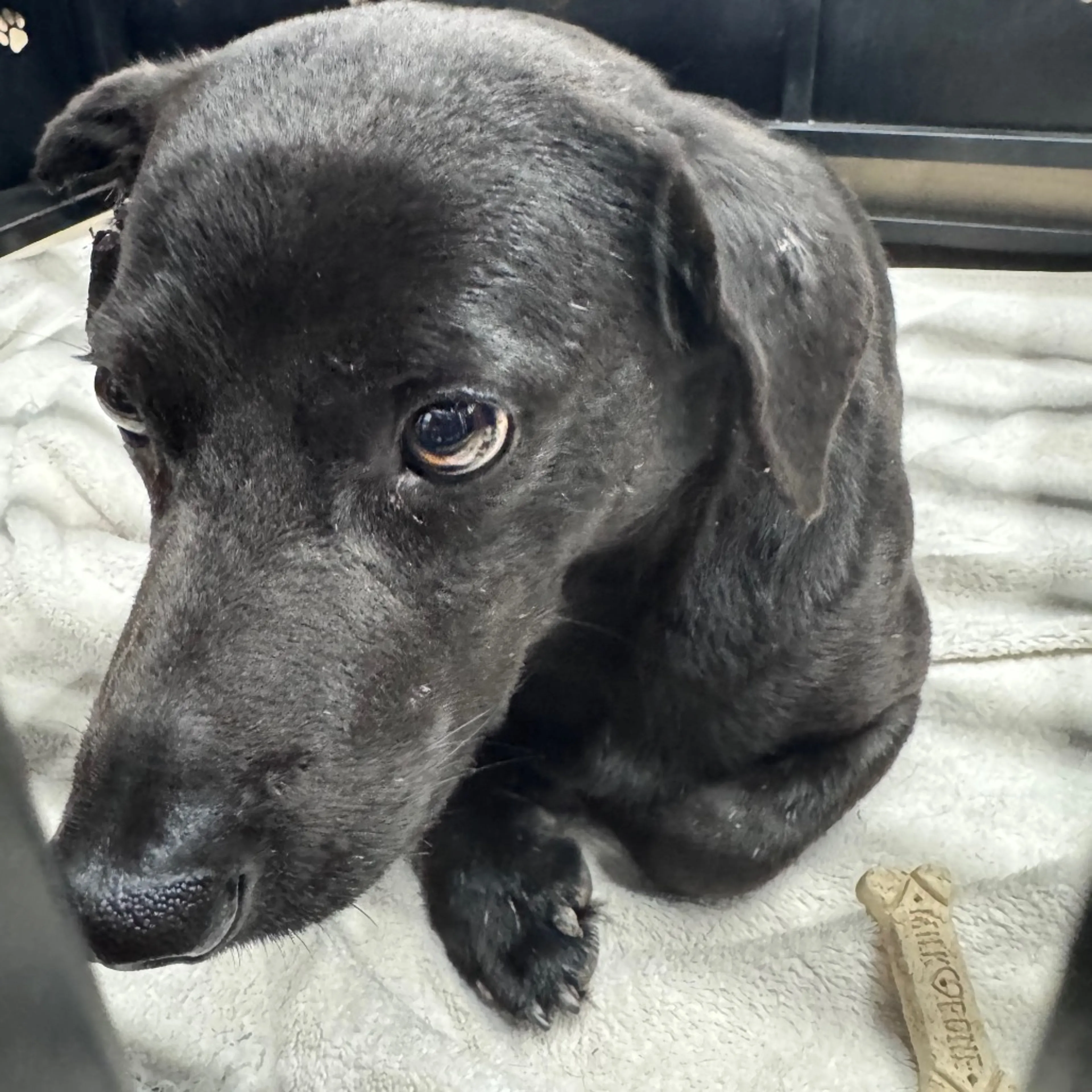 Found pet-1