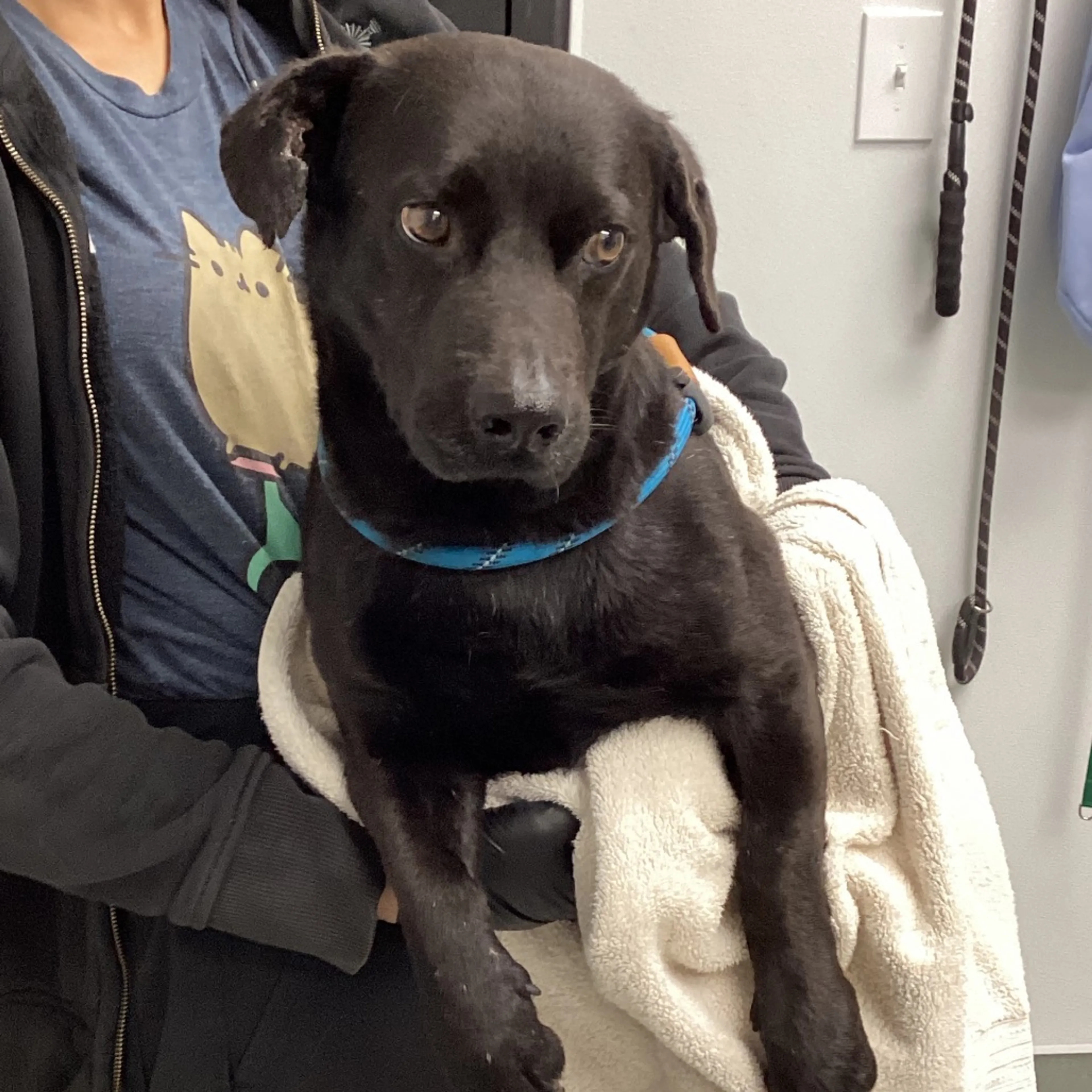 Found pet-2