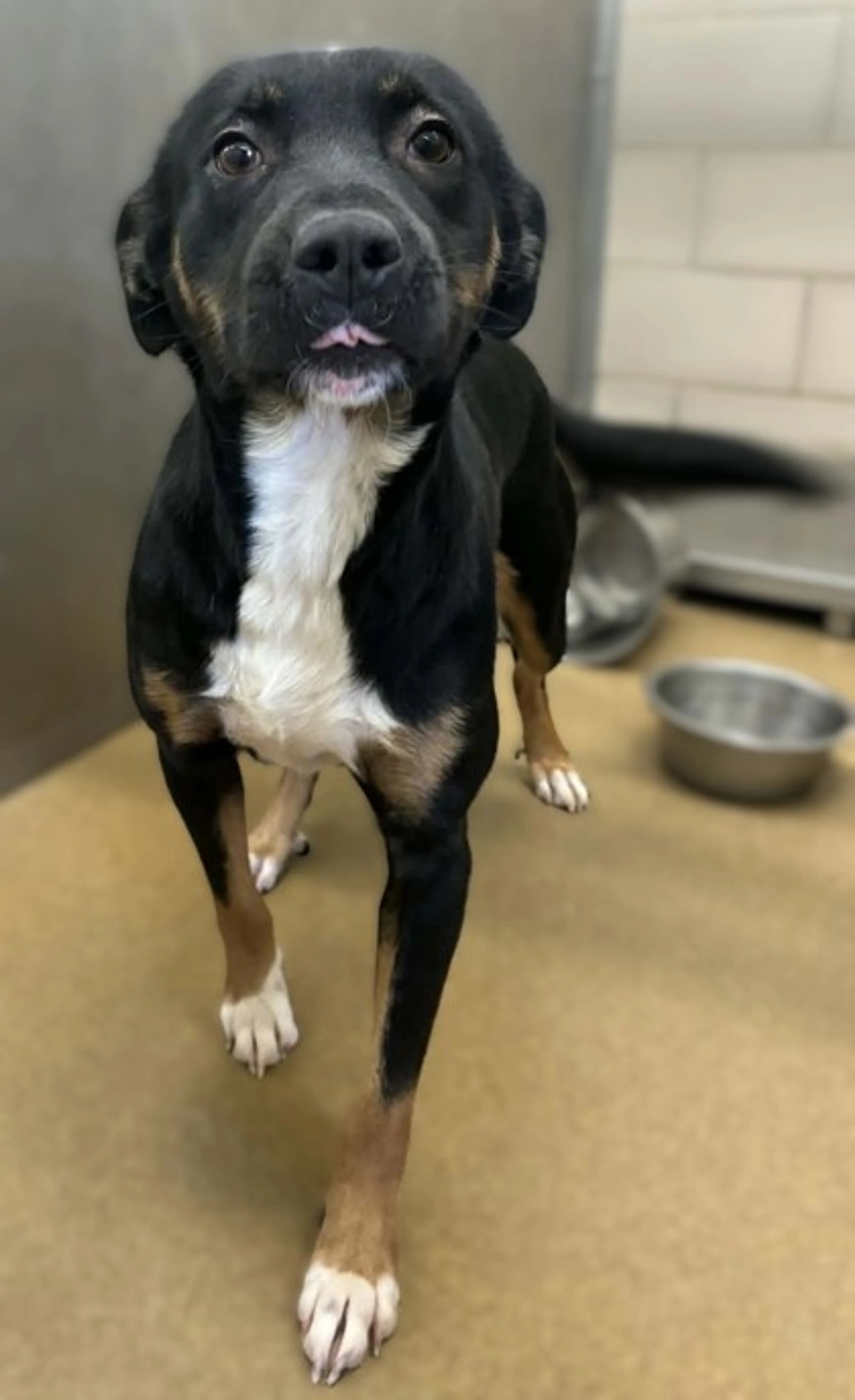 Found pet-2