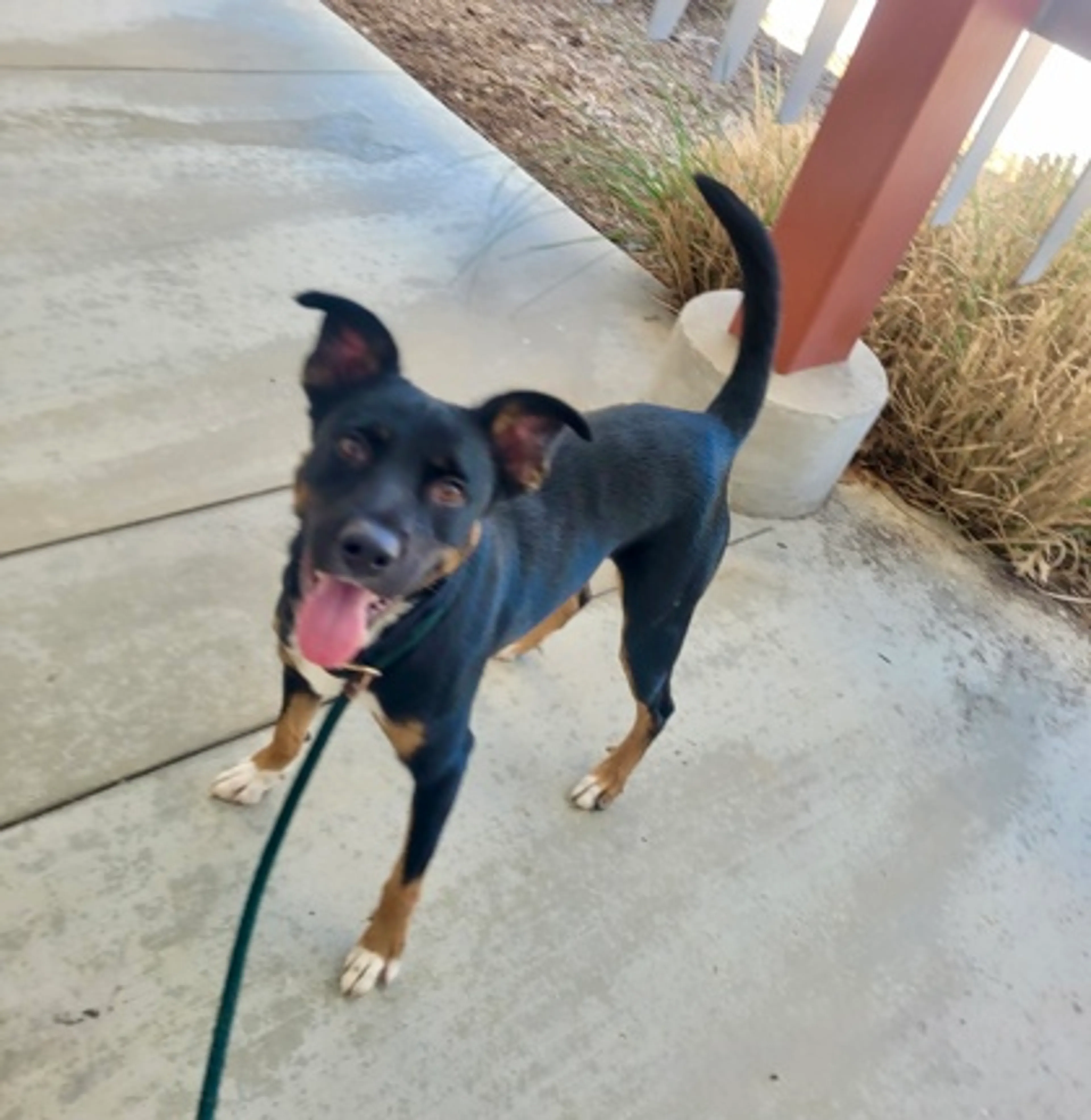 Found pet-1