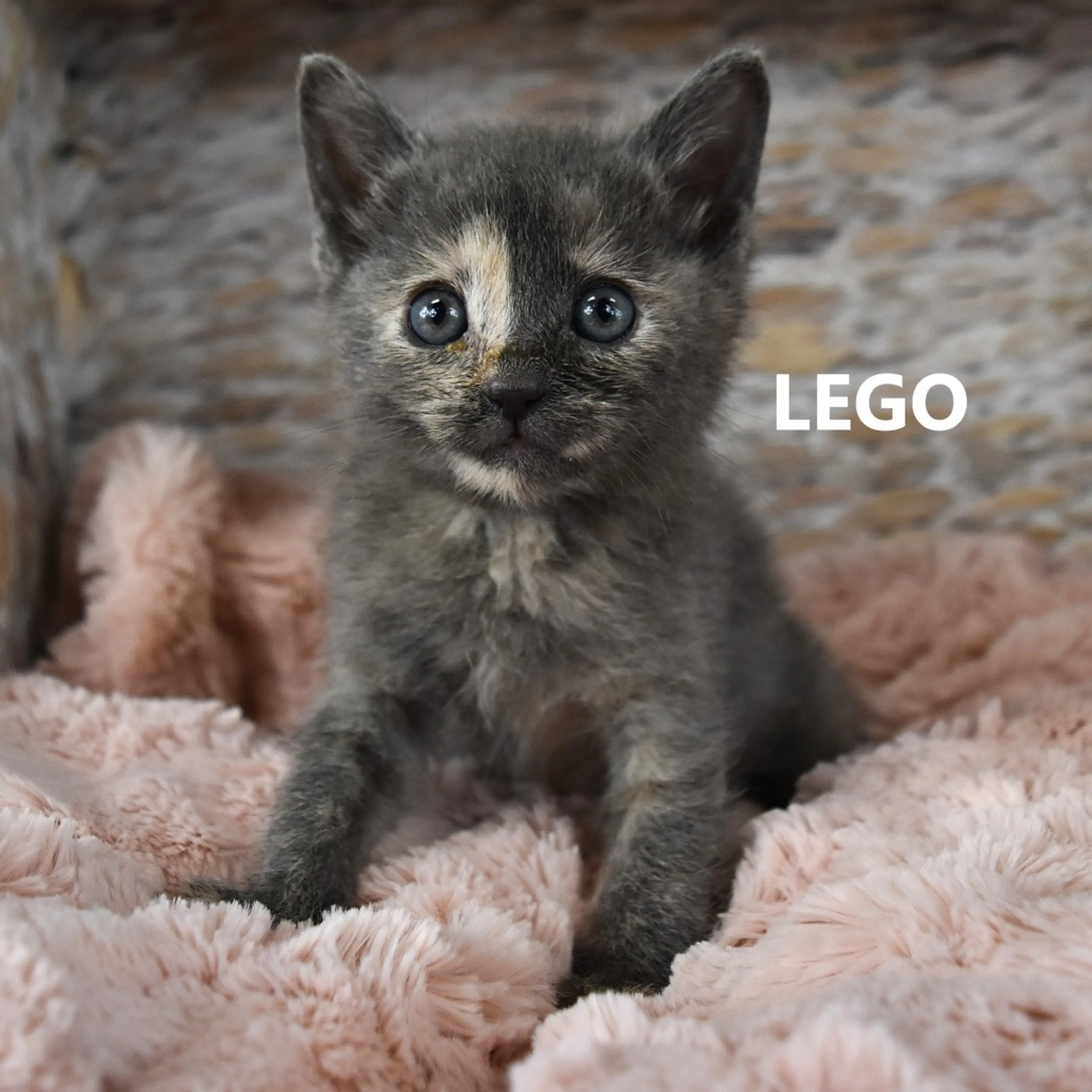 Found pet-0
