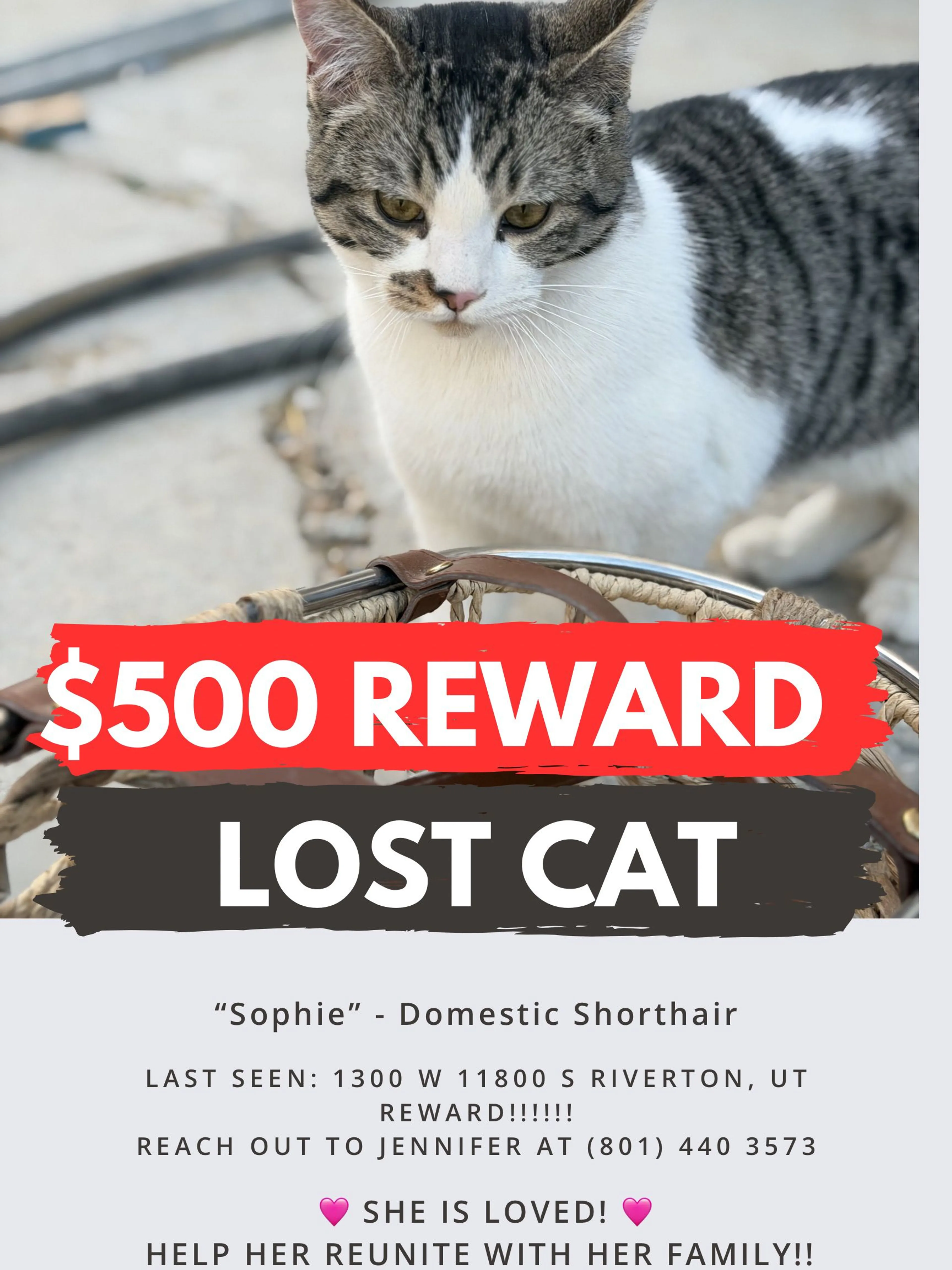 Lost pet