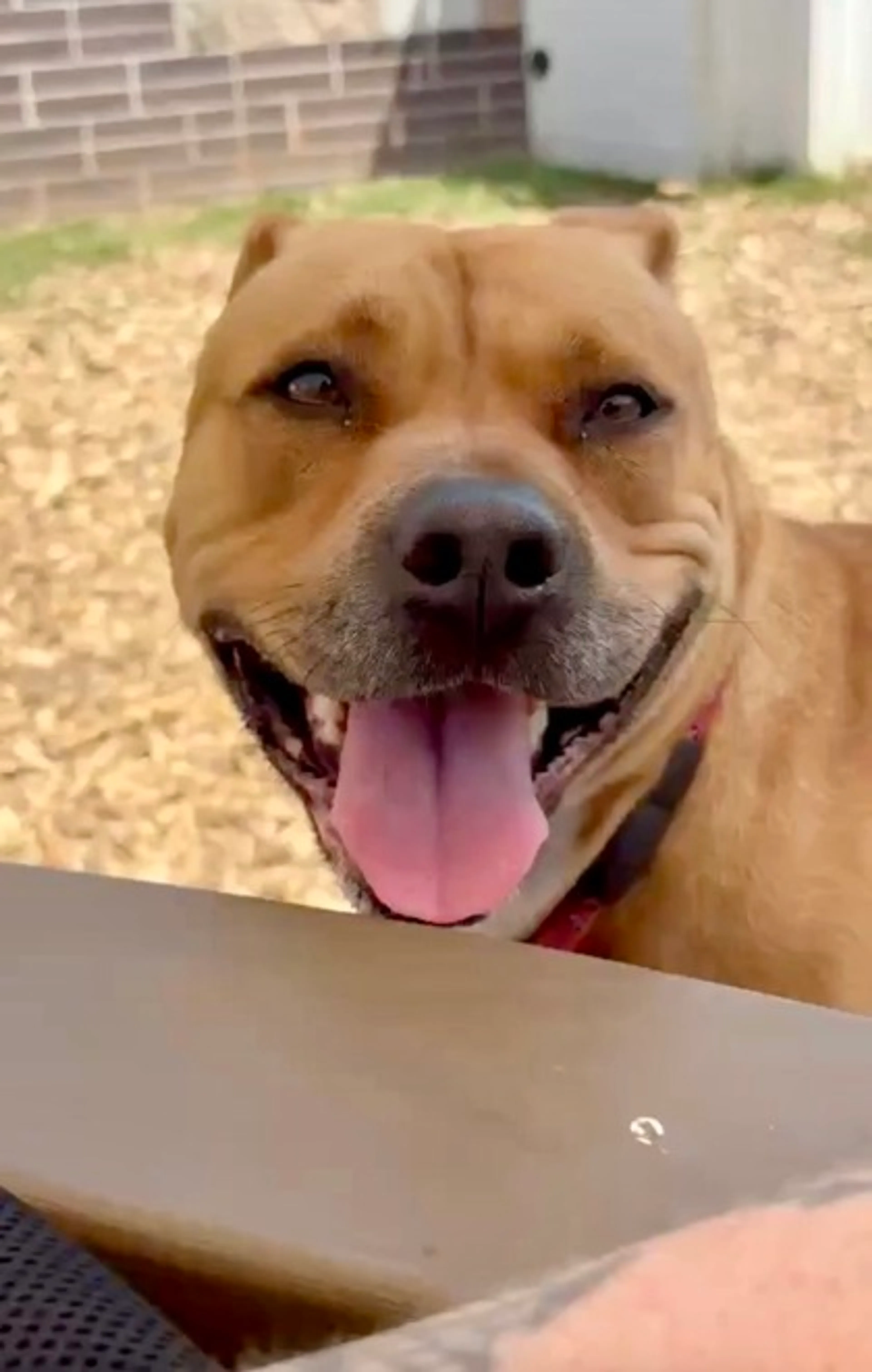 Found pet