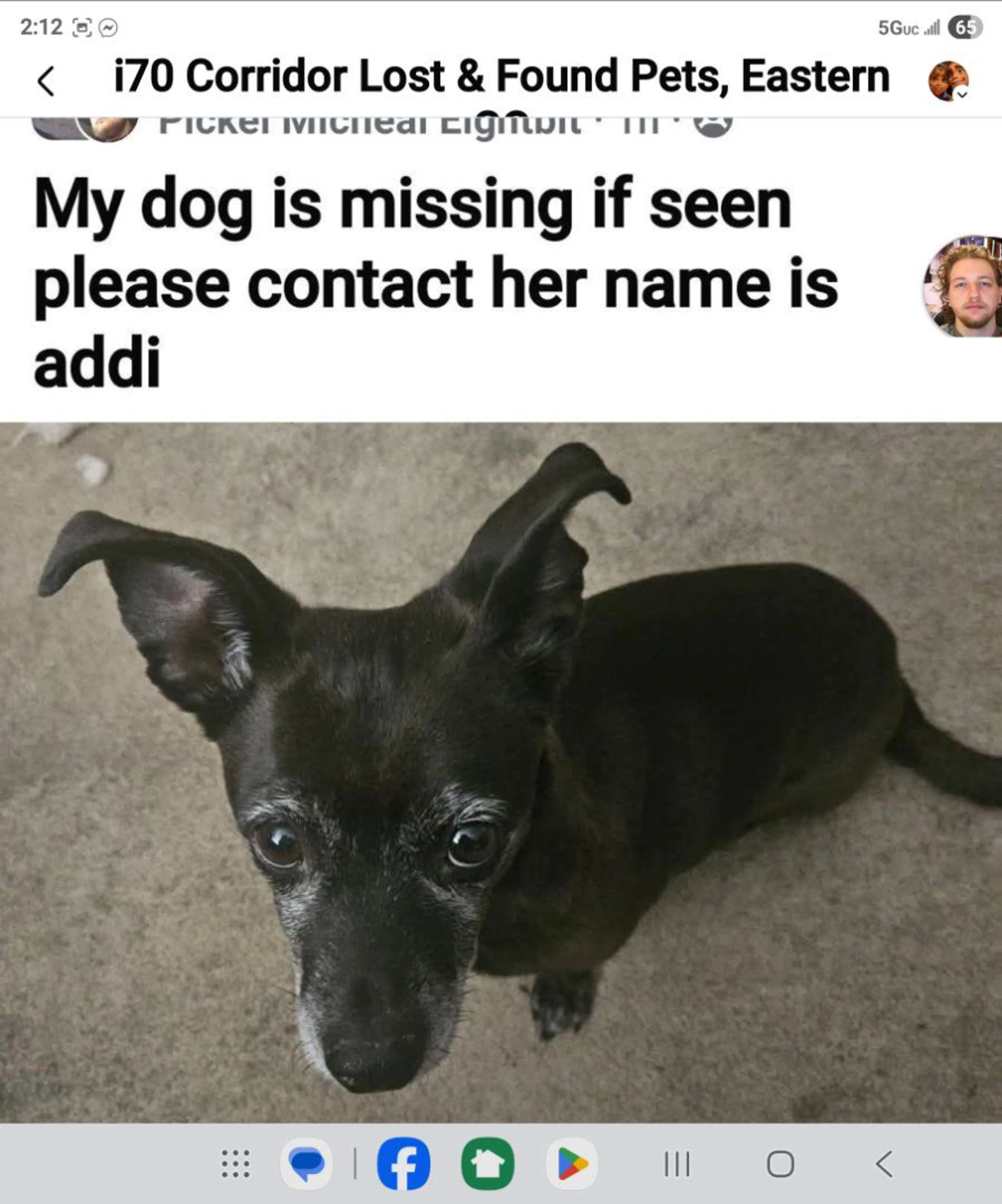 Lost pet