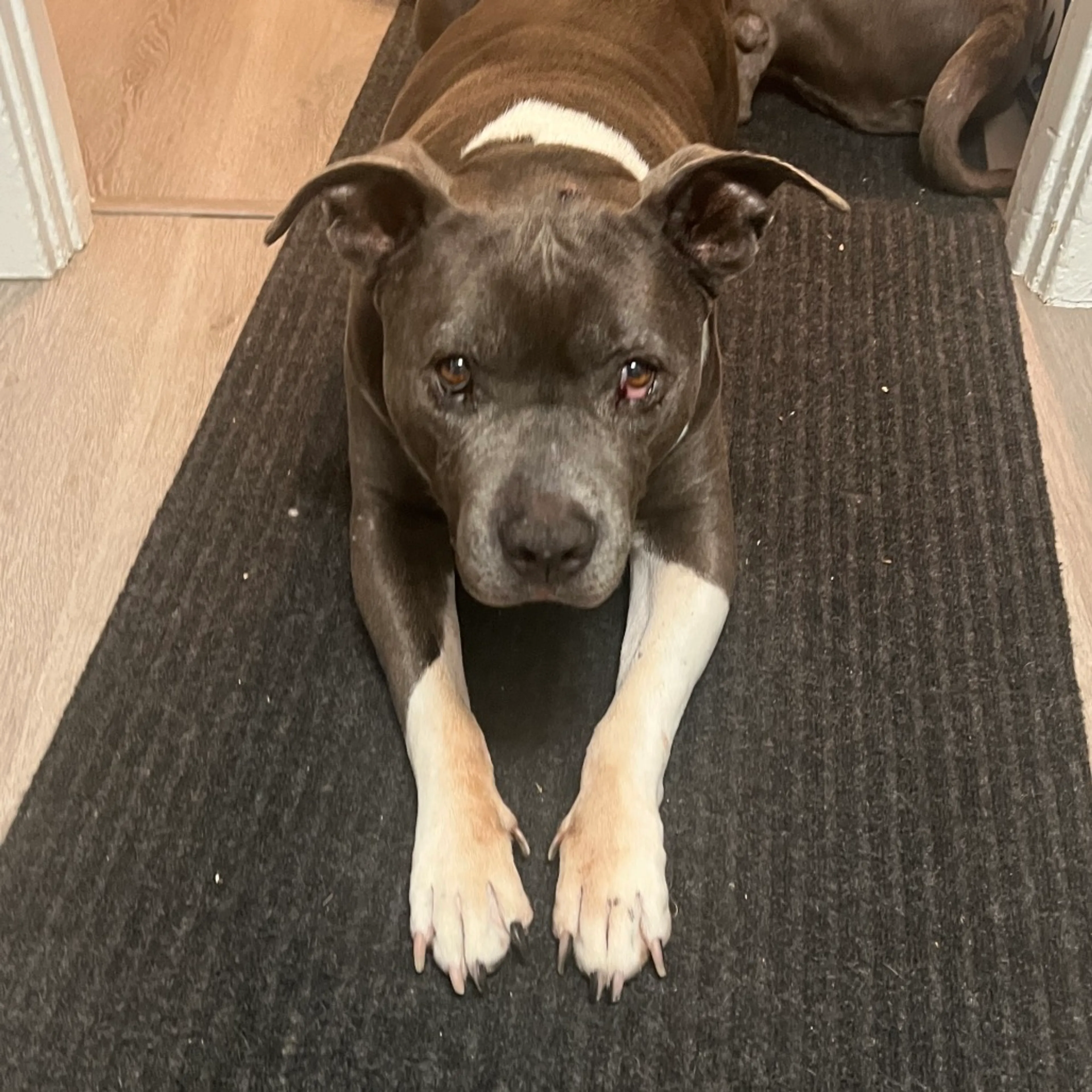 Found pet-4