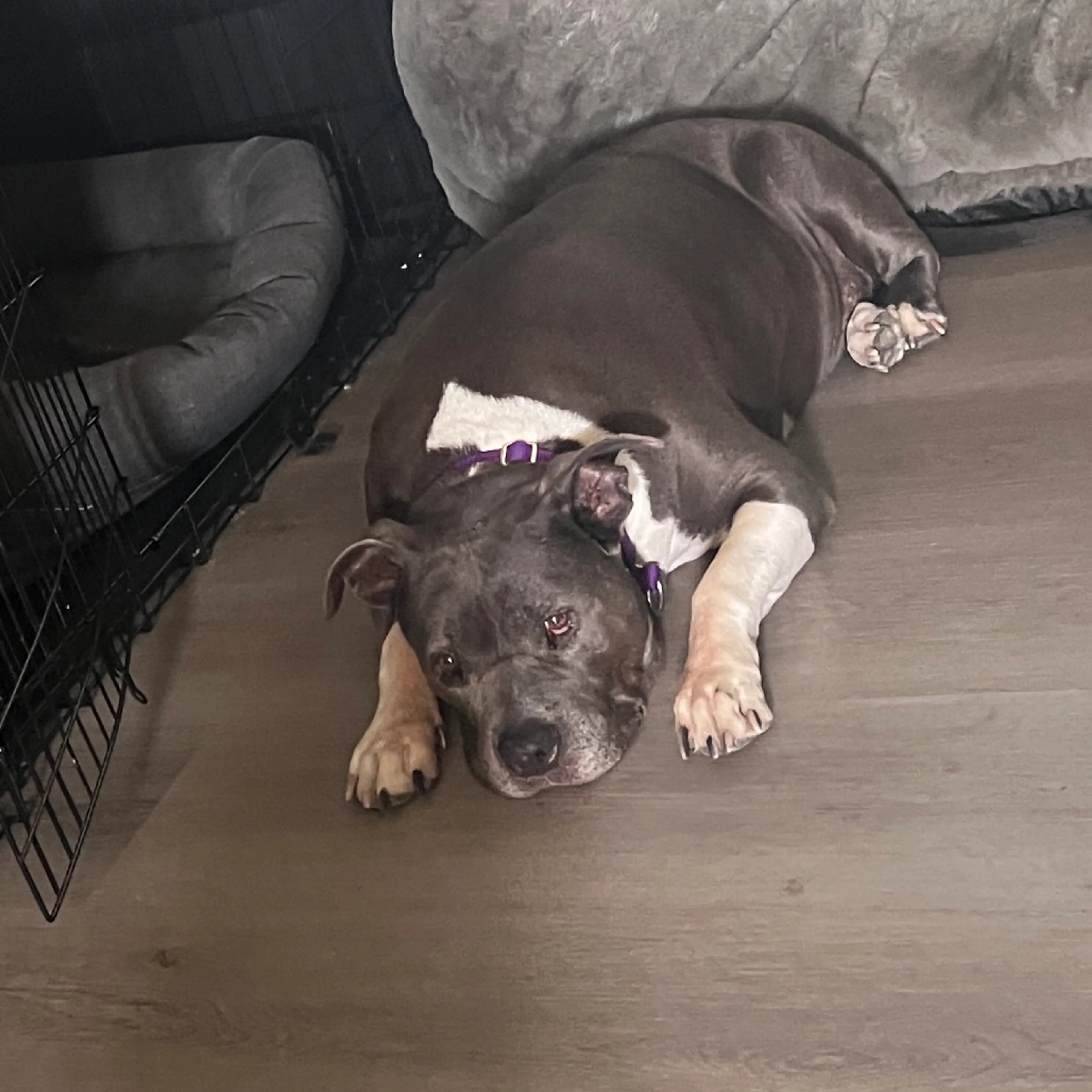 Found pet-3