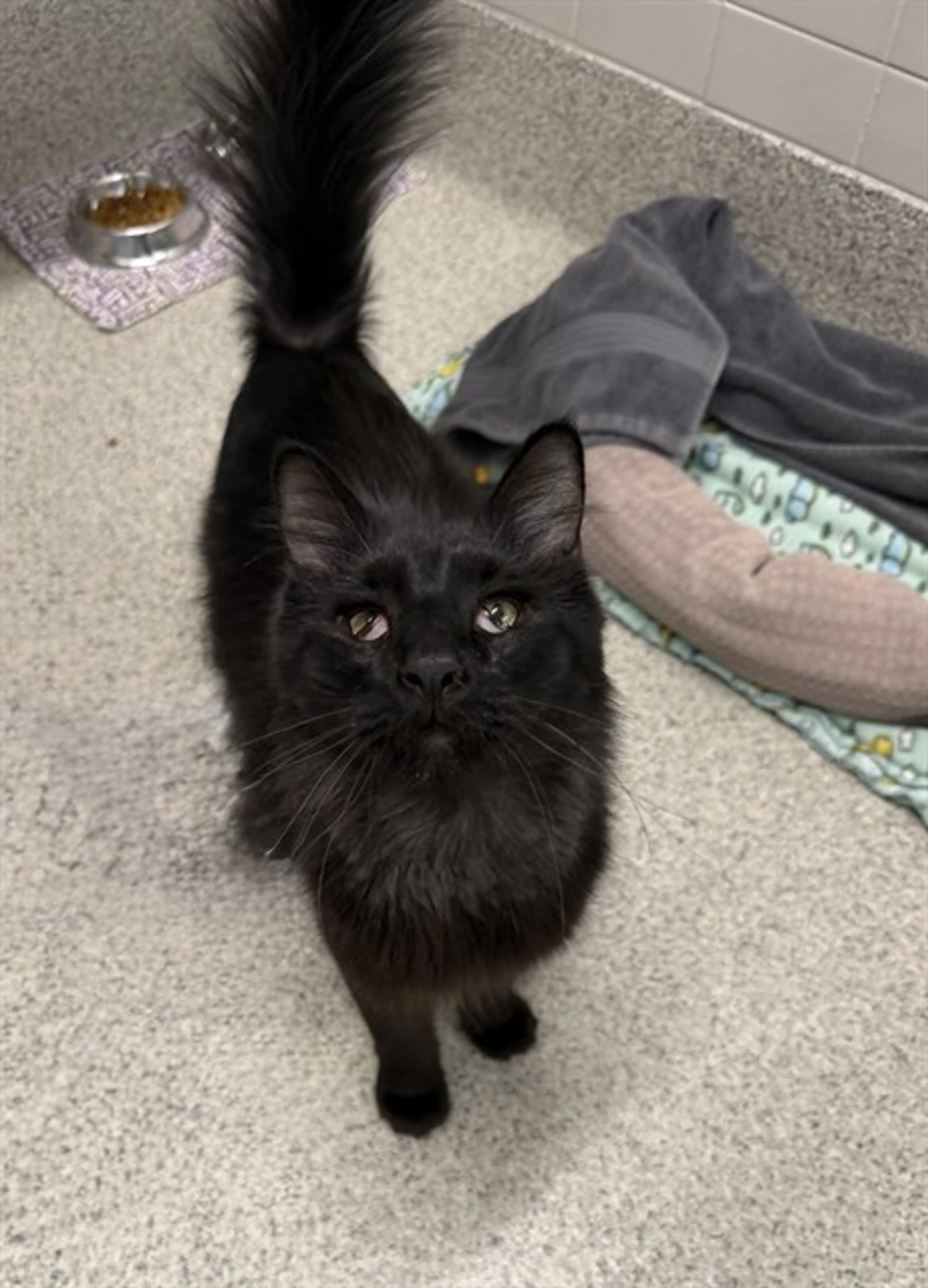 Found pet