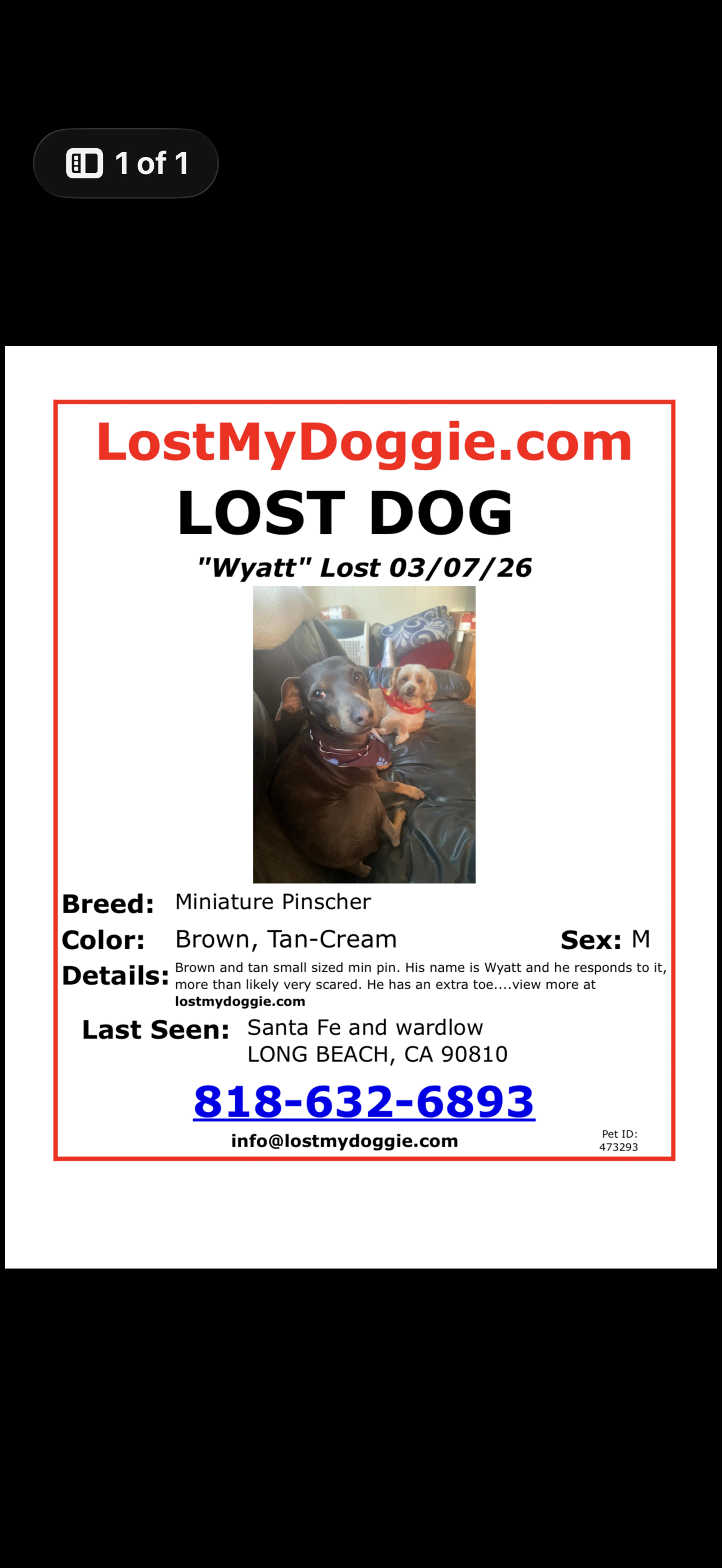 Lost pet