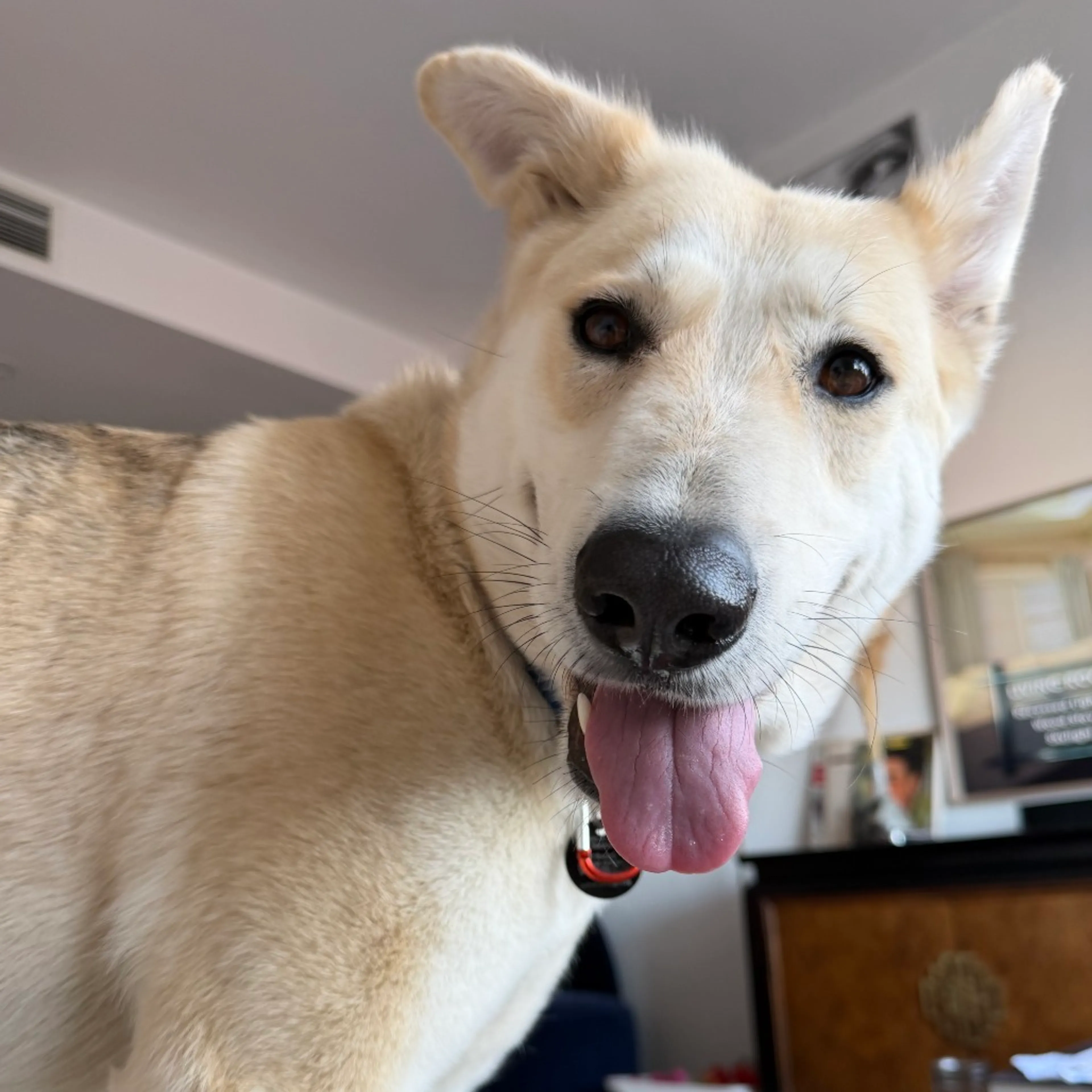 Found pet-6