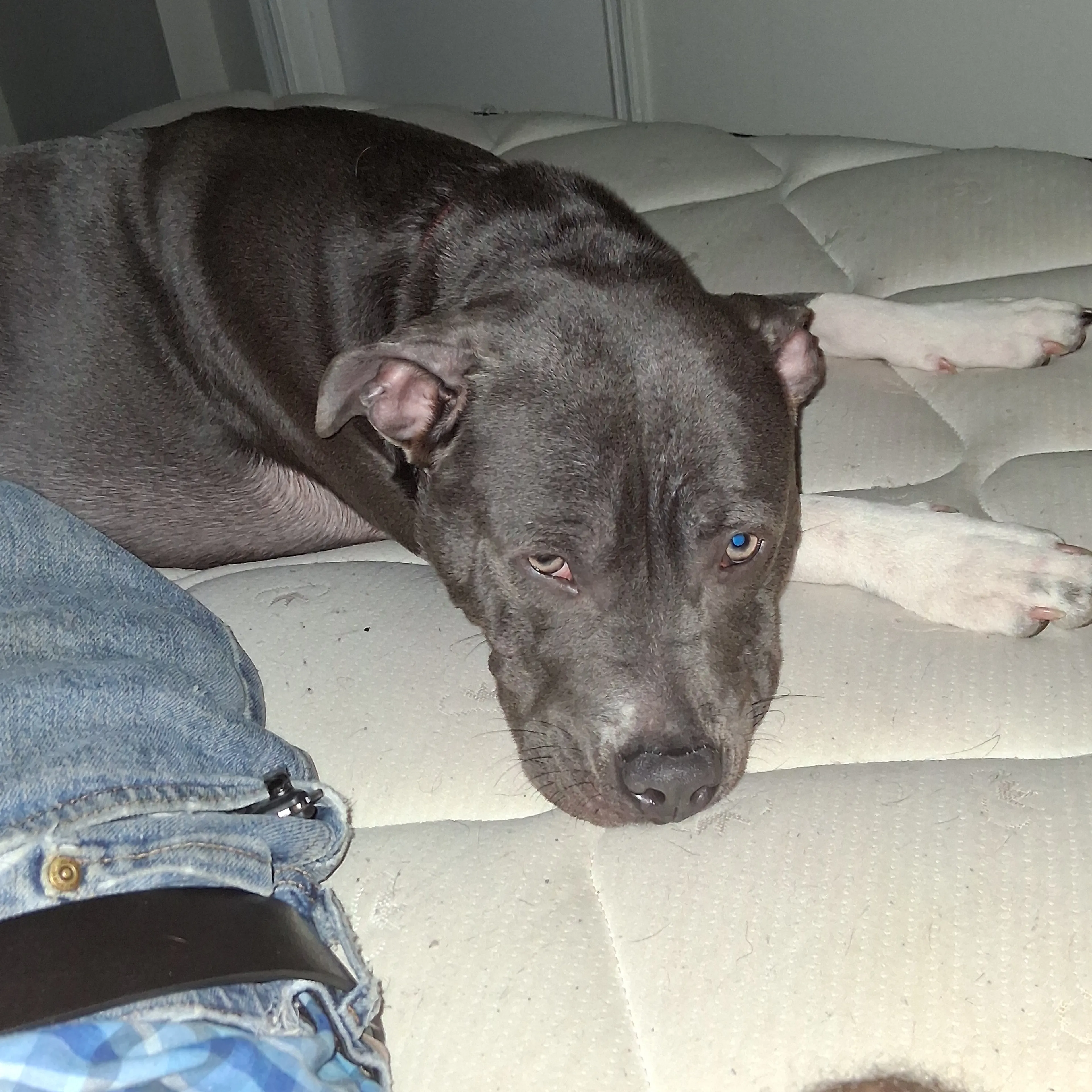 Lost pet-1