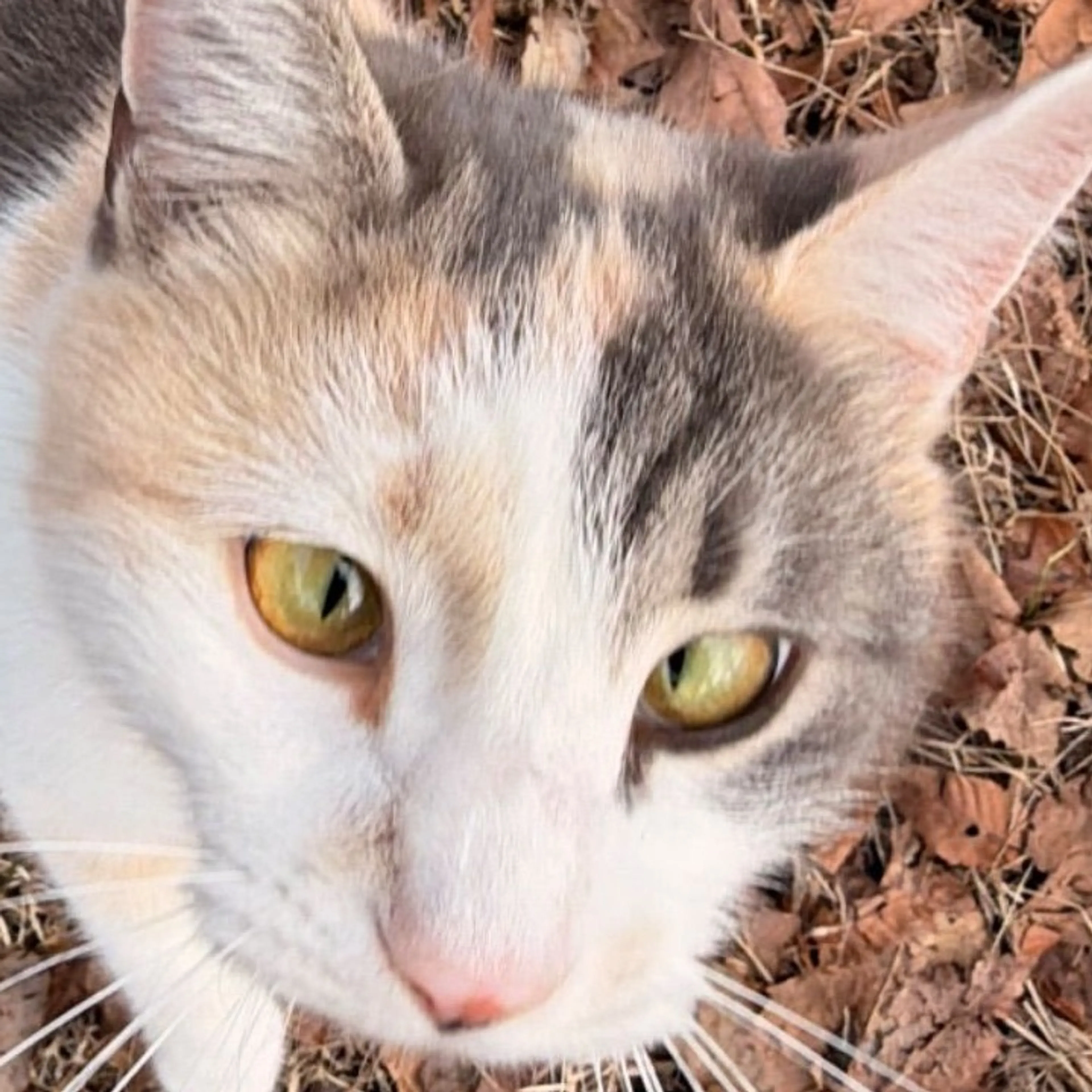 Lost pet