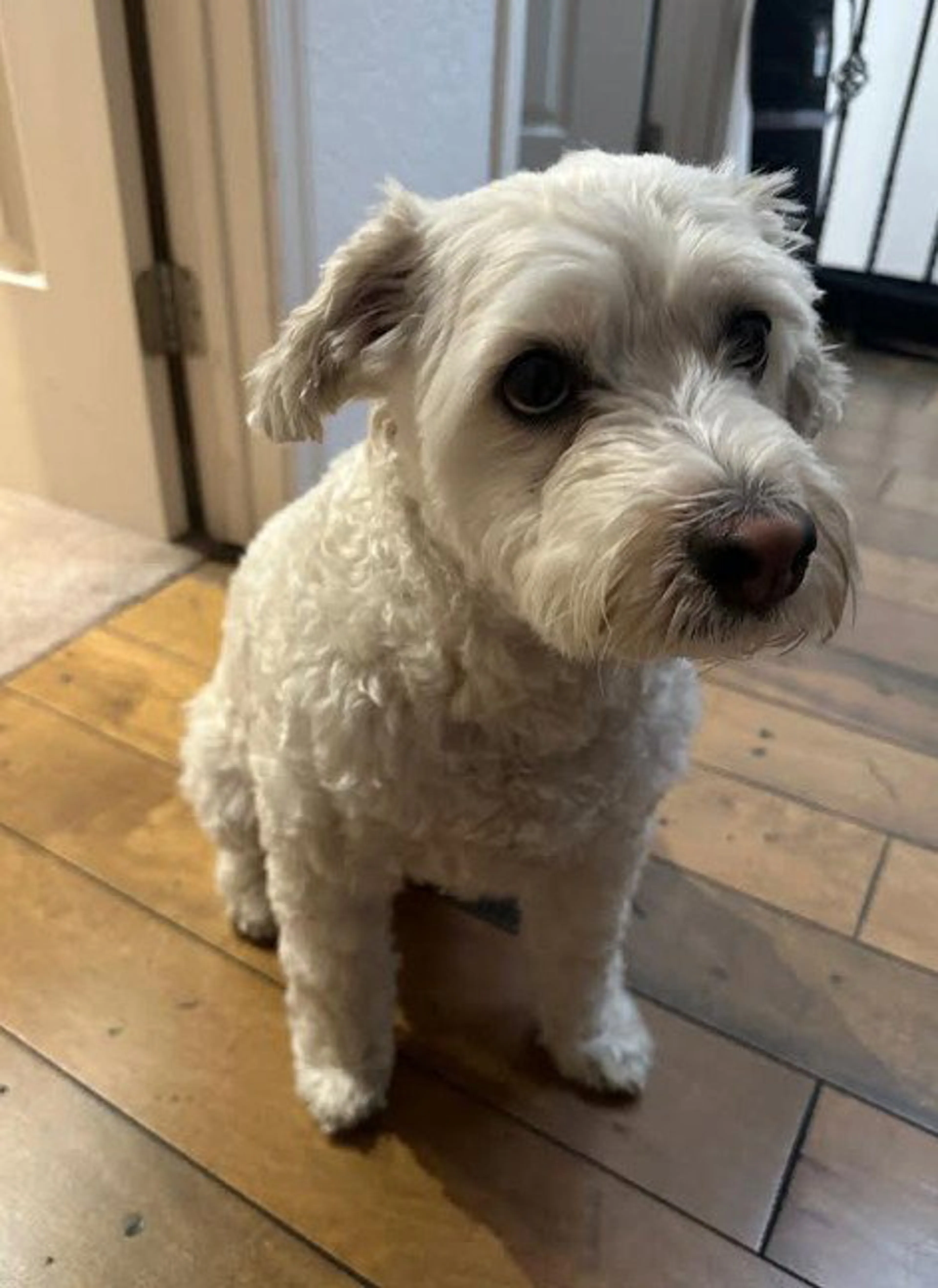 Found pet-2
