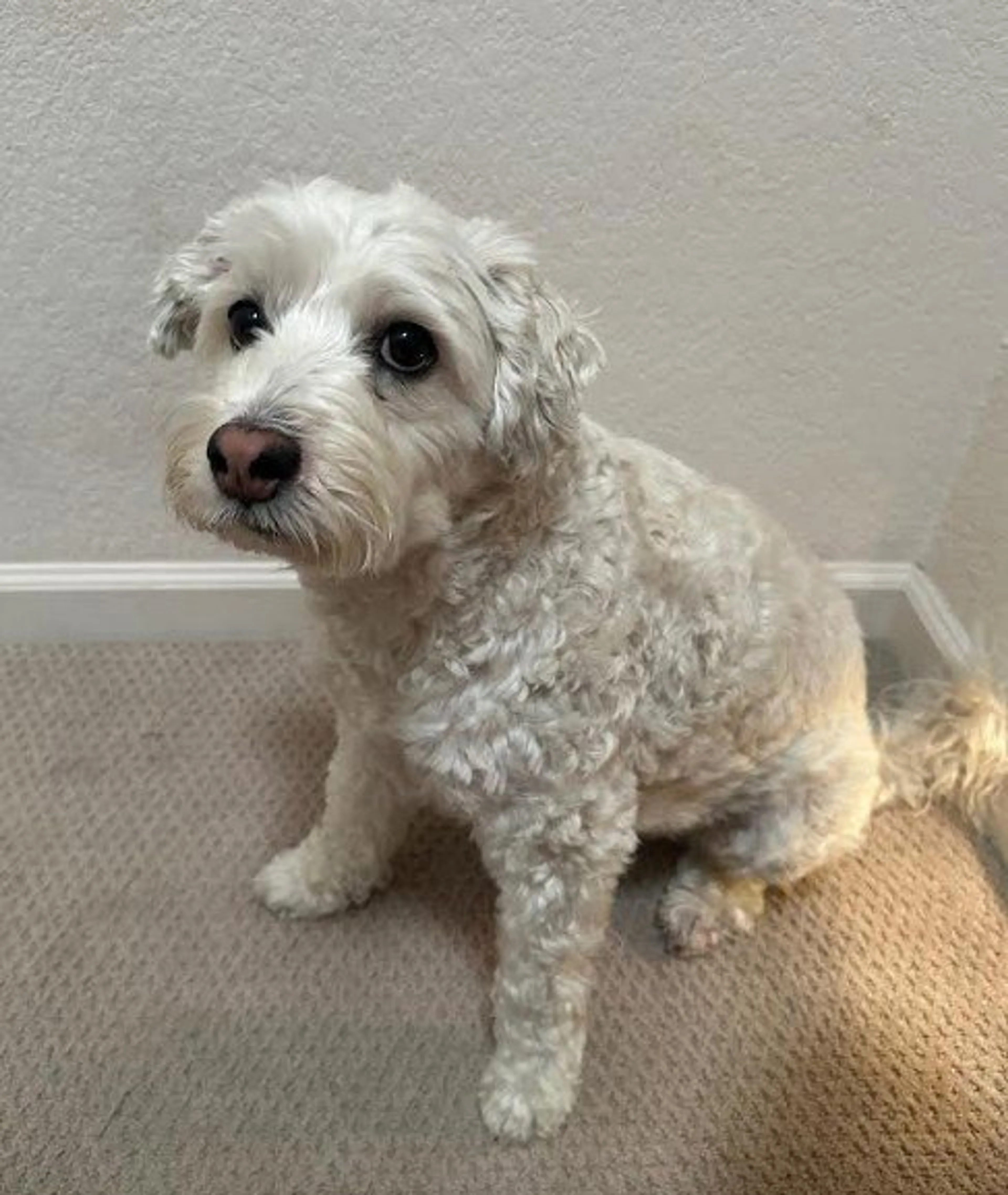 Found pet-1