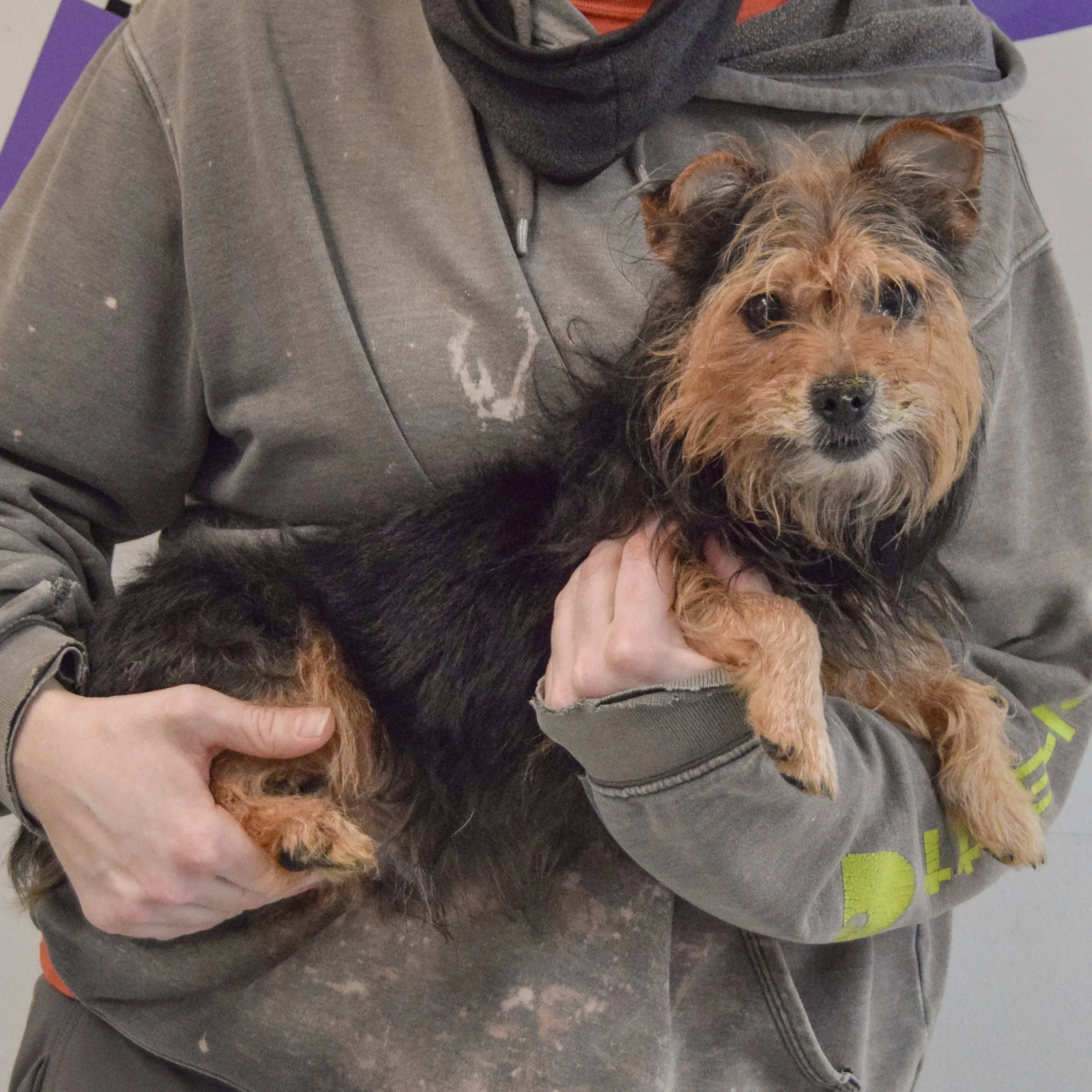 Found pet-4