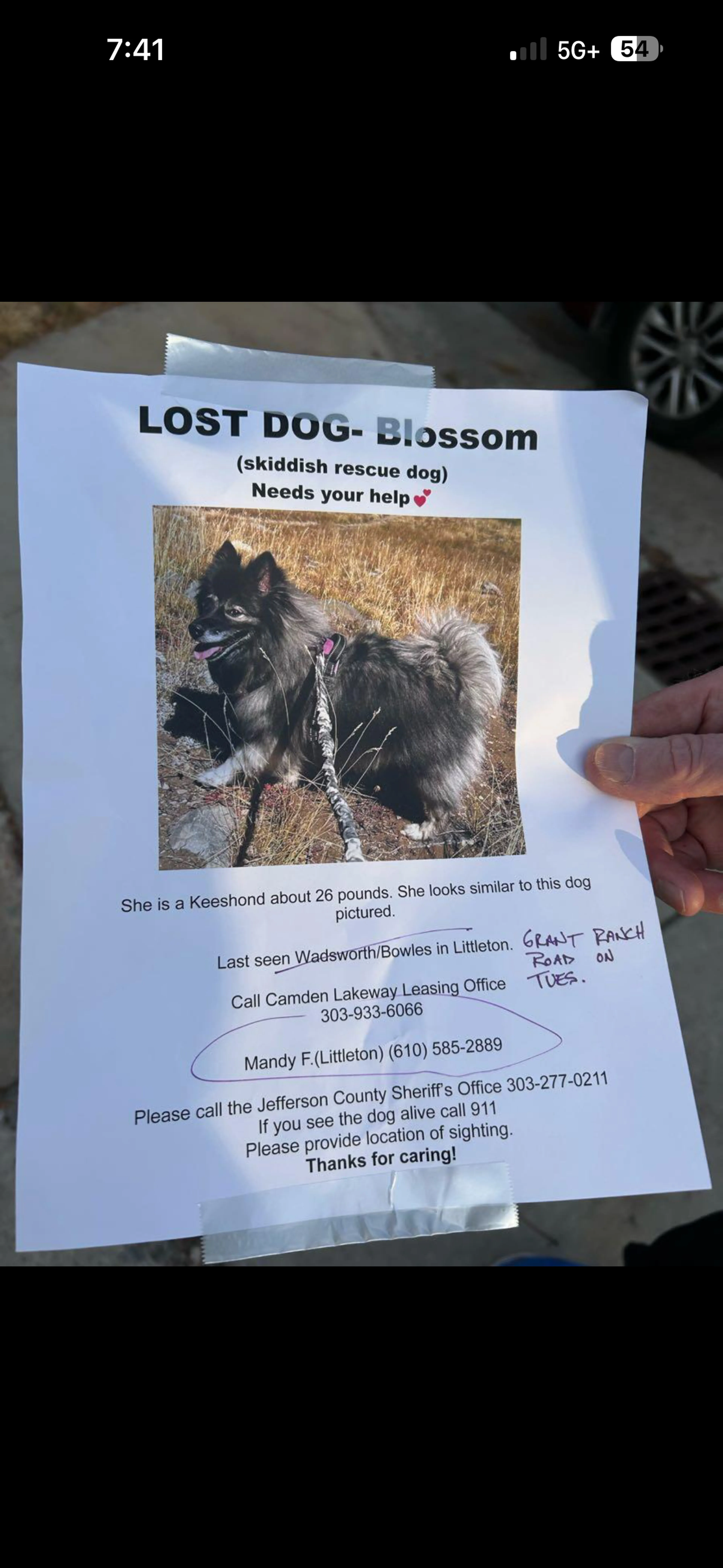 Lost pet
