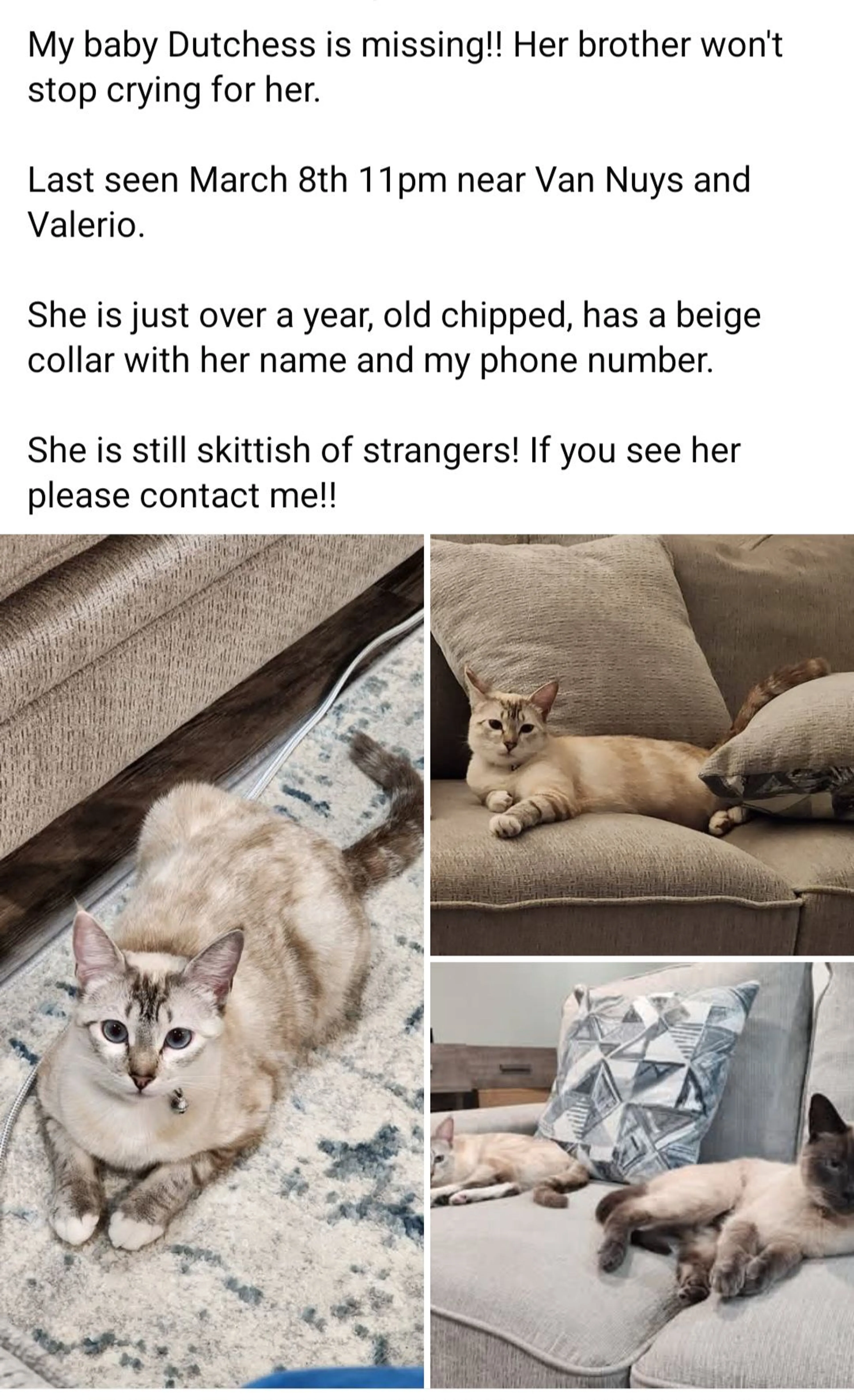 Lost pet