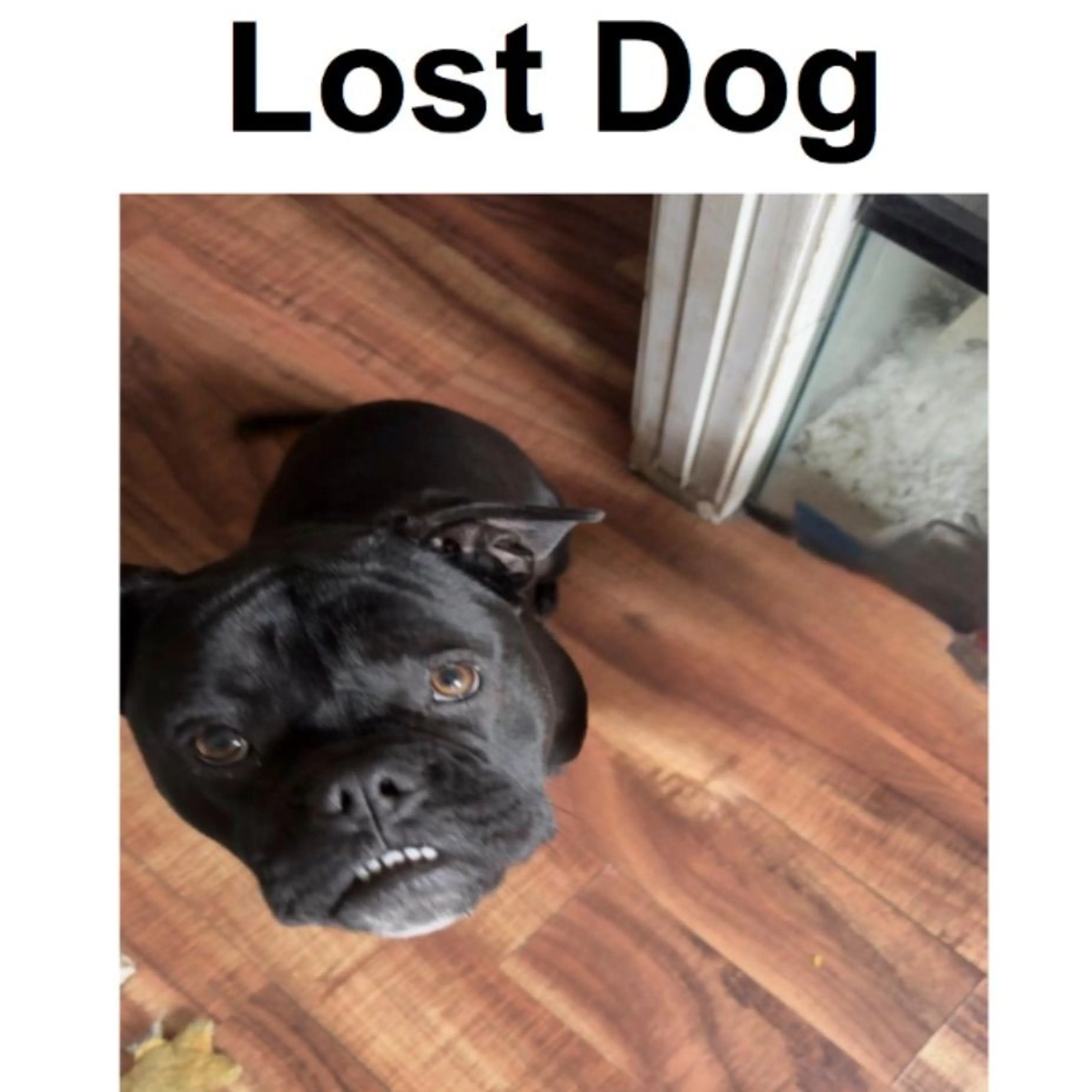Lost pet