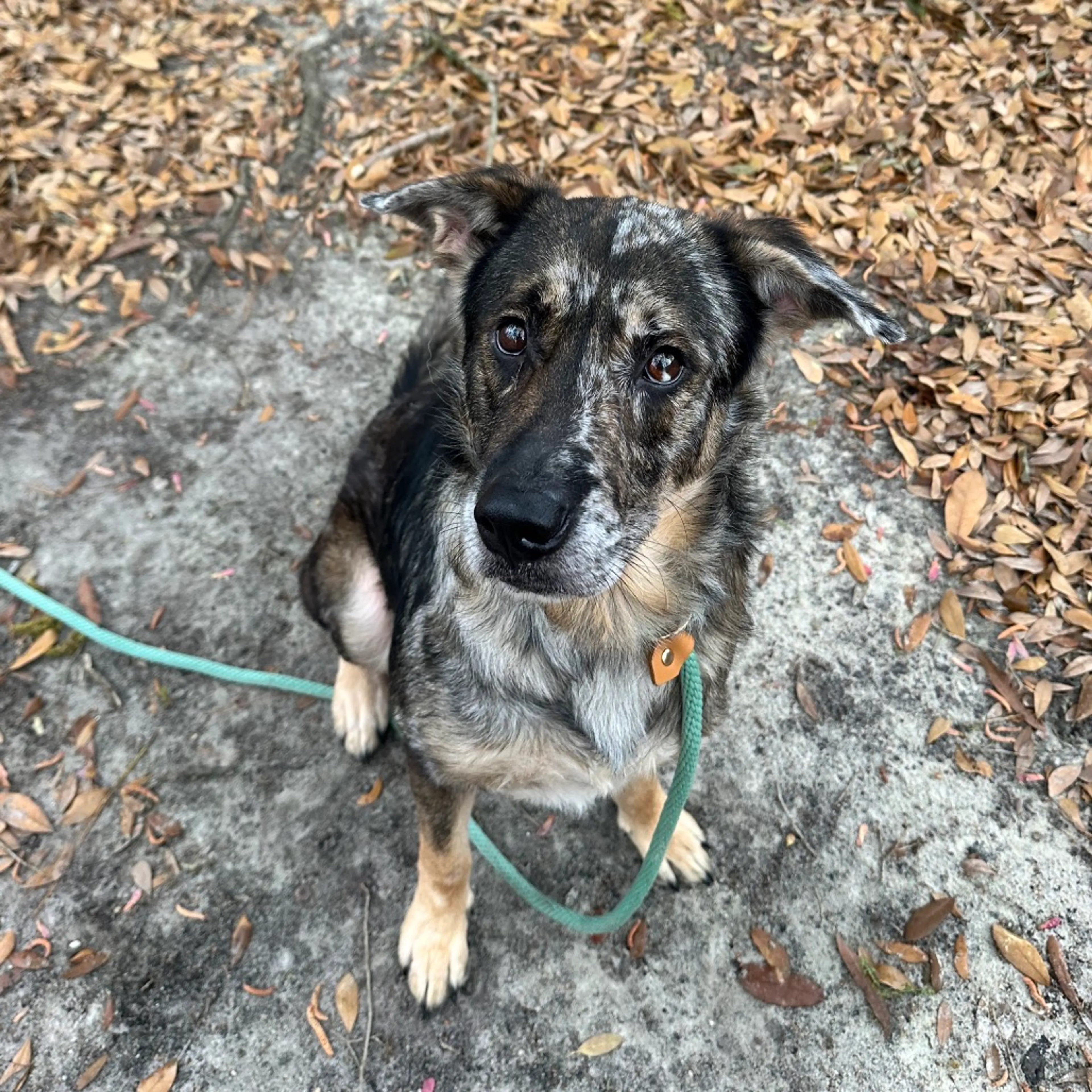 Found pet-2