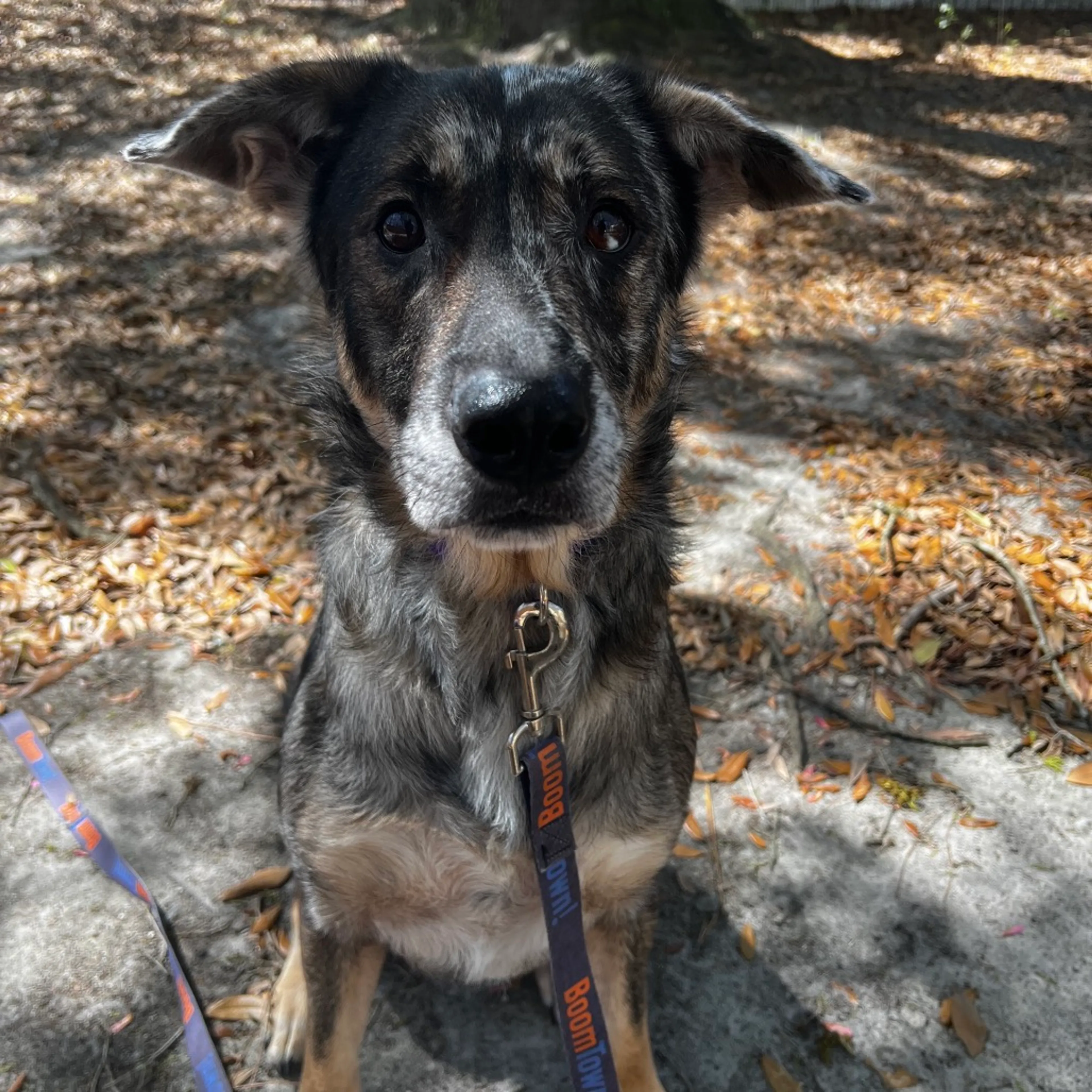 Found pet-5