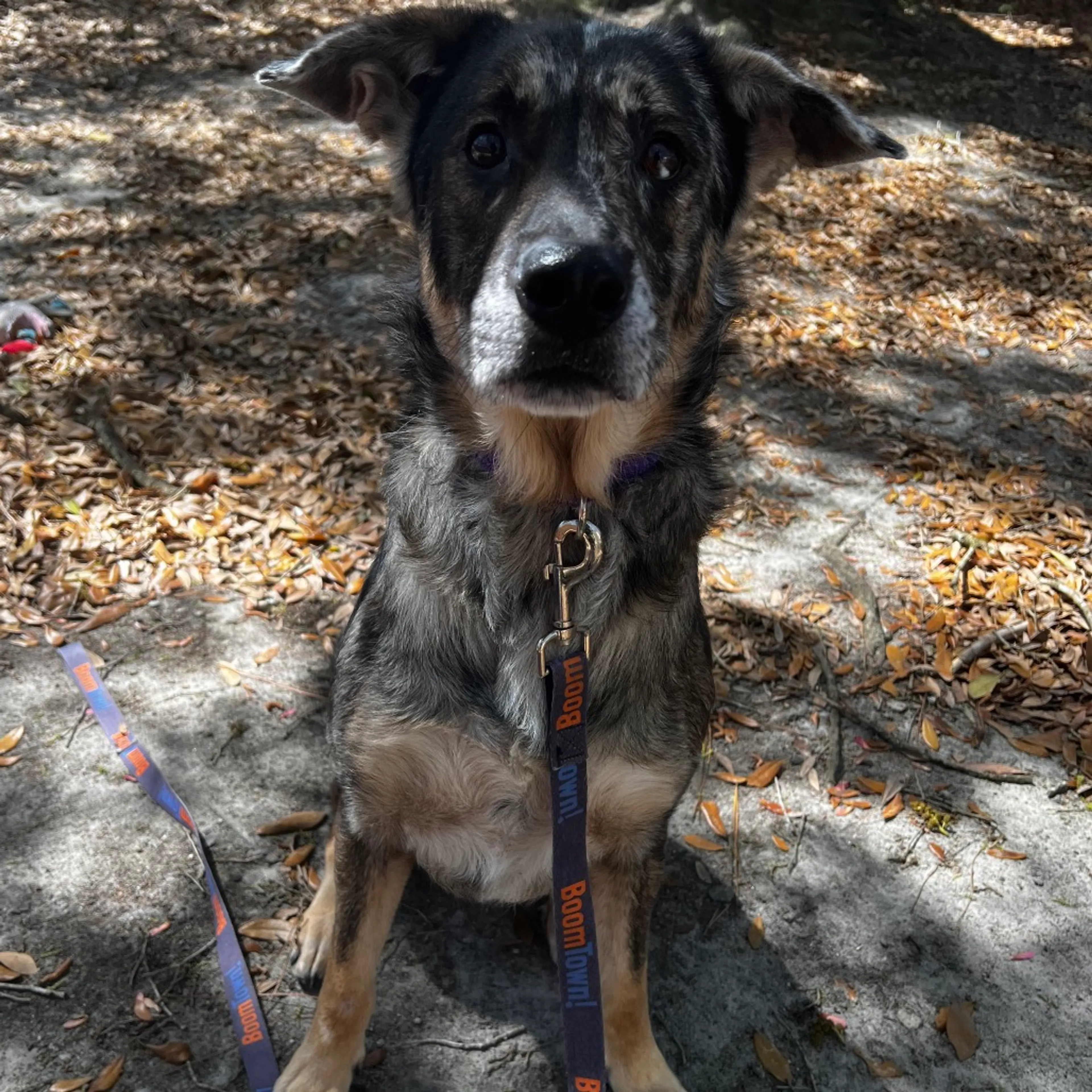 Found pet-4