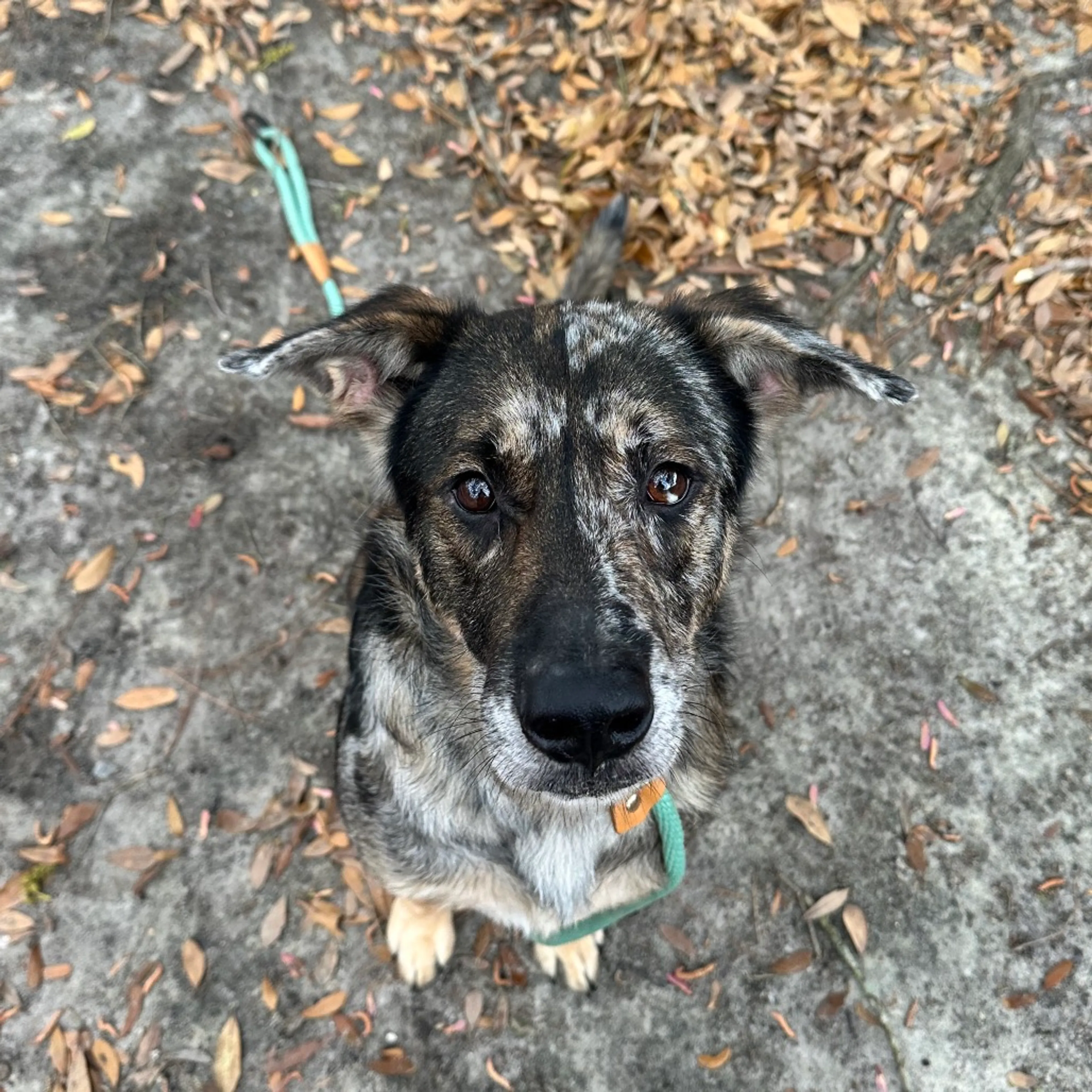 Found pet-3