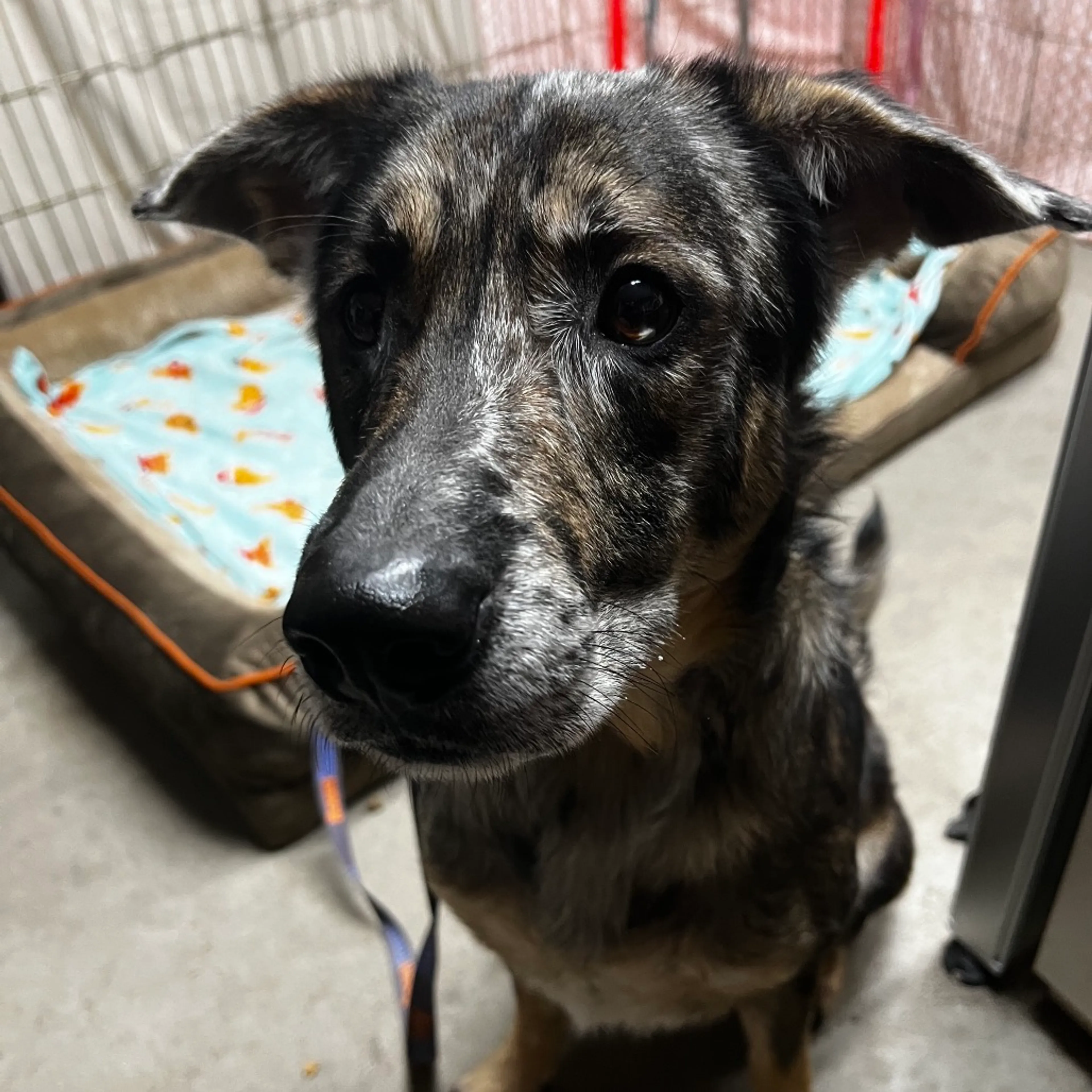Found pet-6