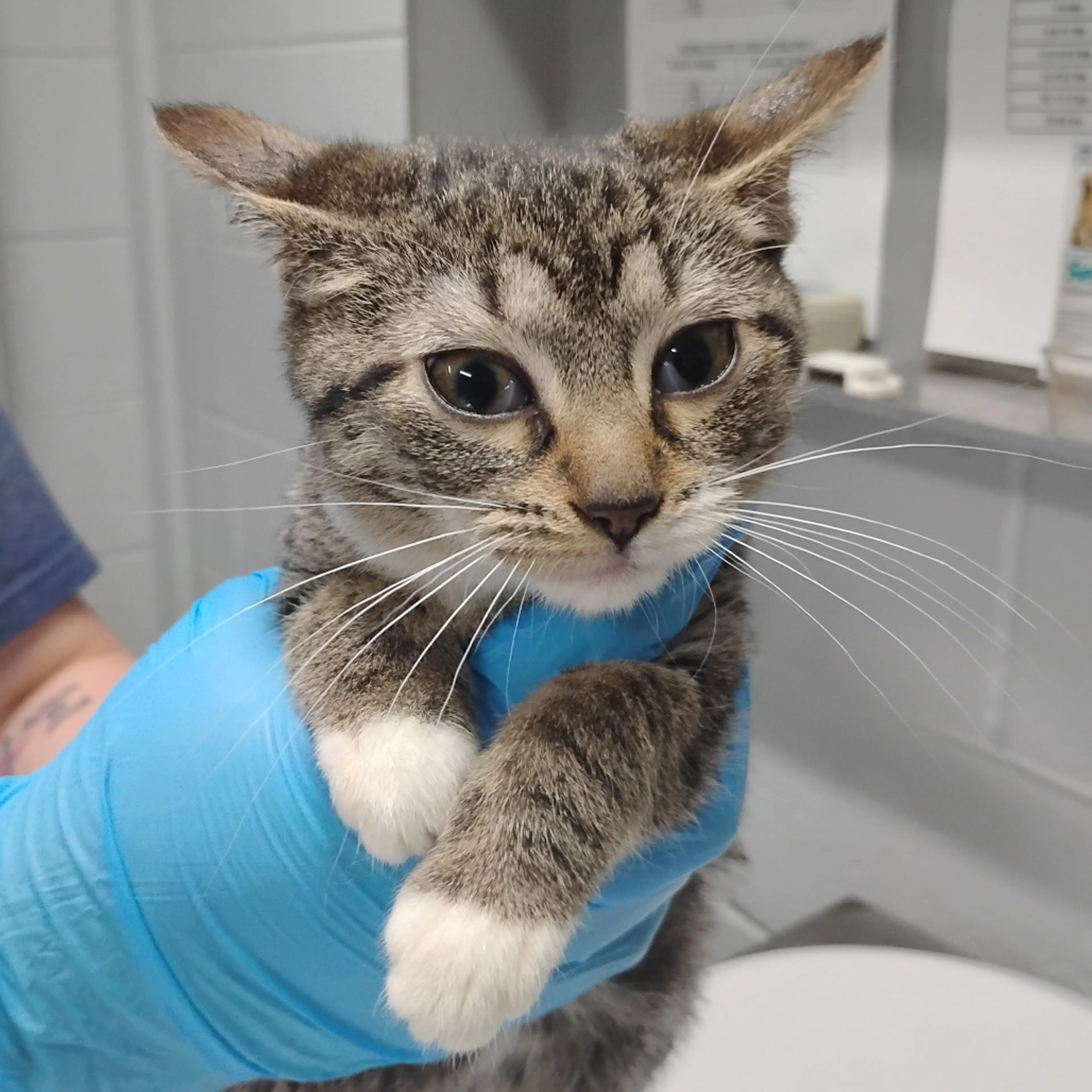 Found pet