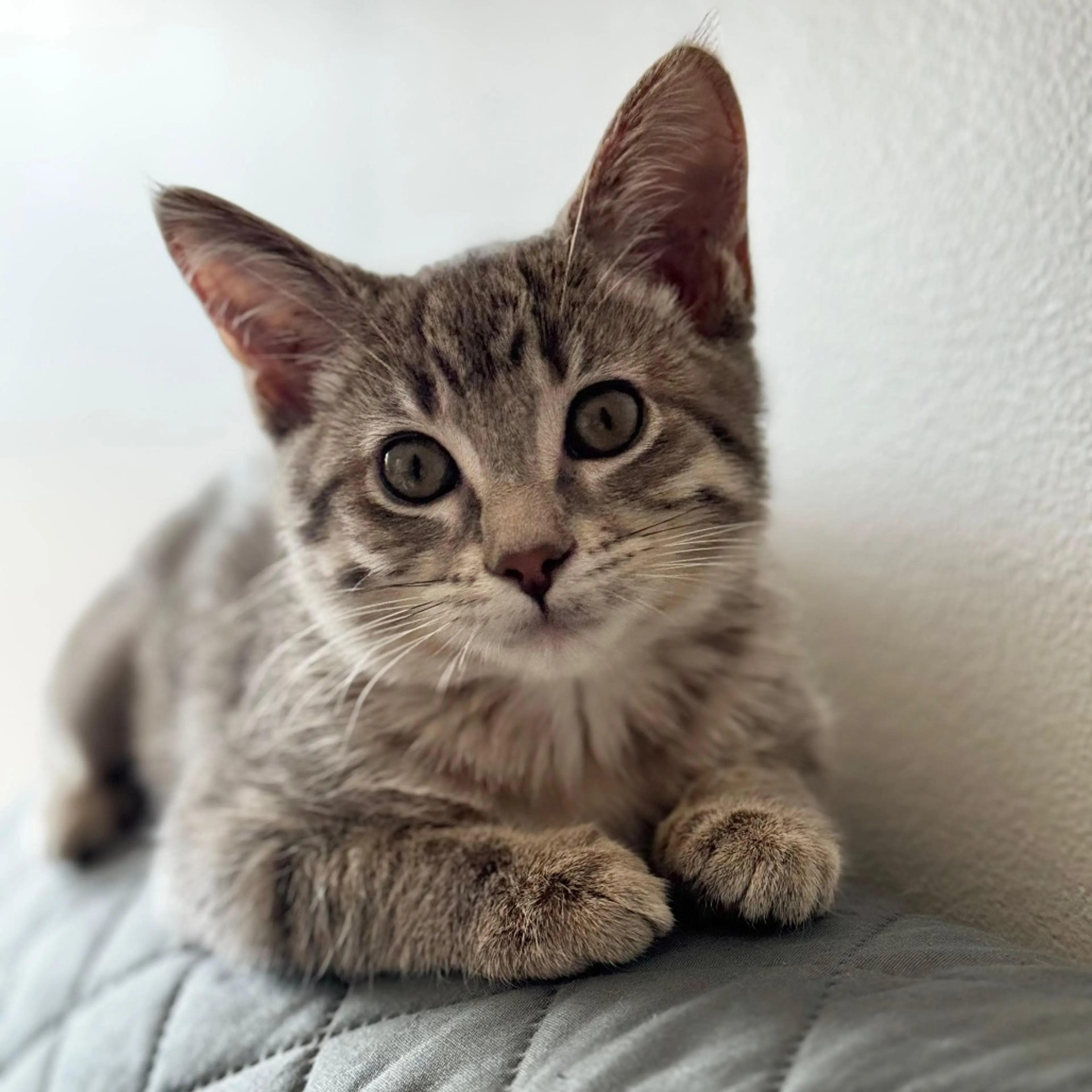 Found pet-6