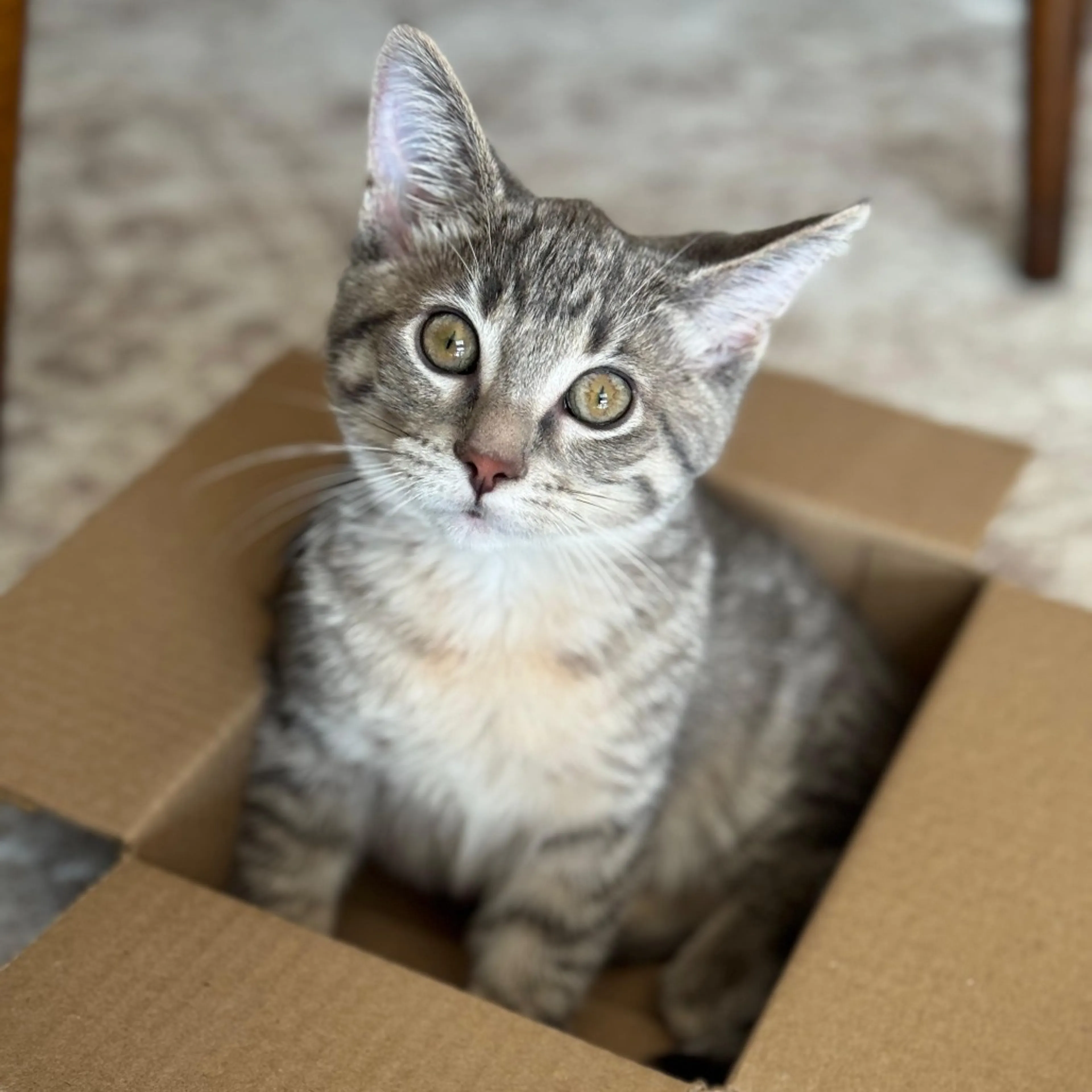 Found pet-7