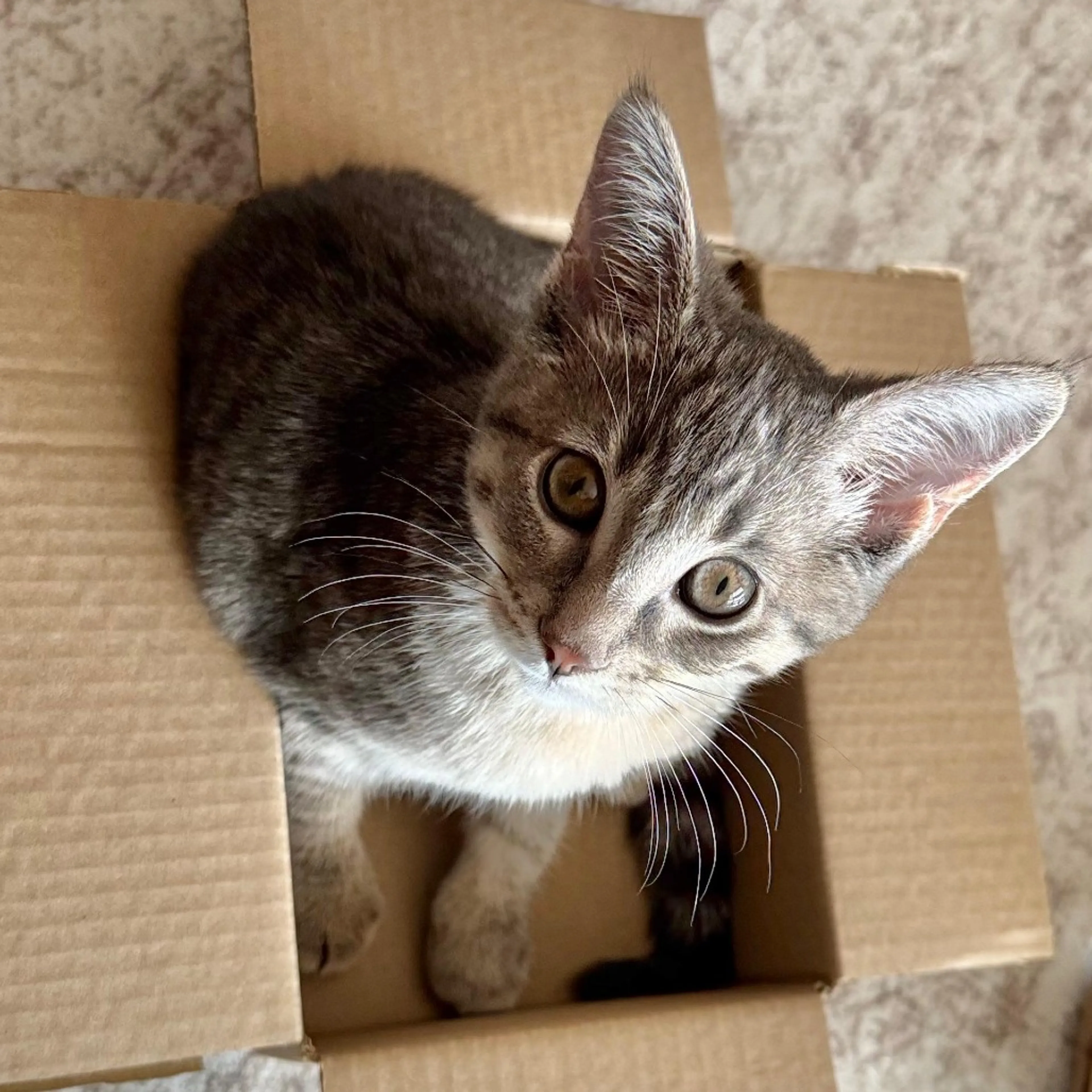 Found pet-8