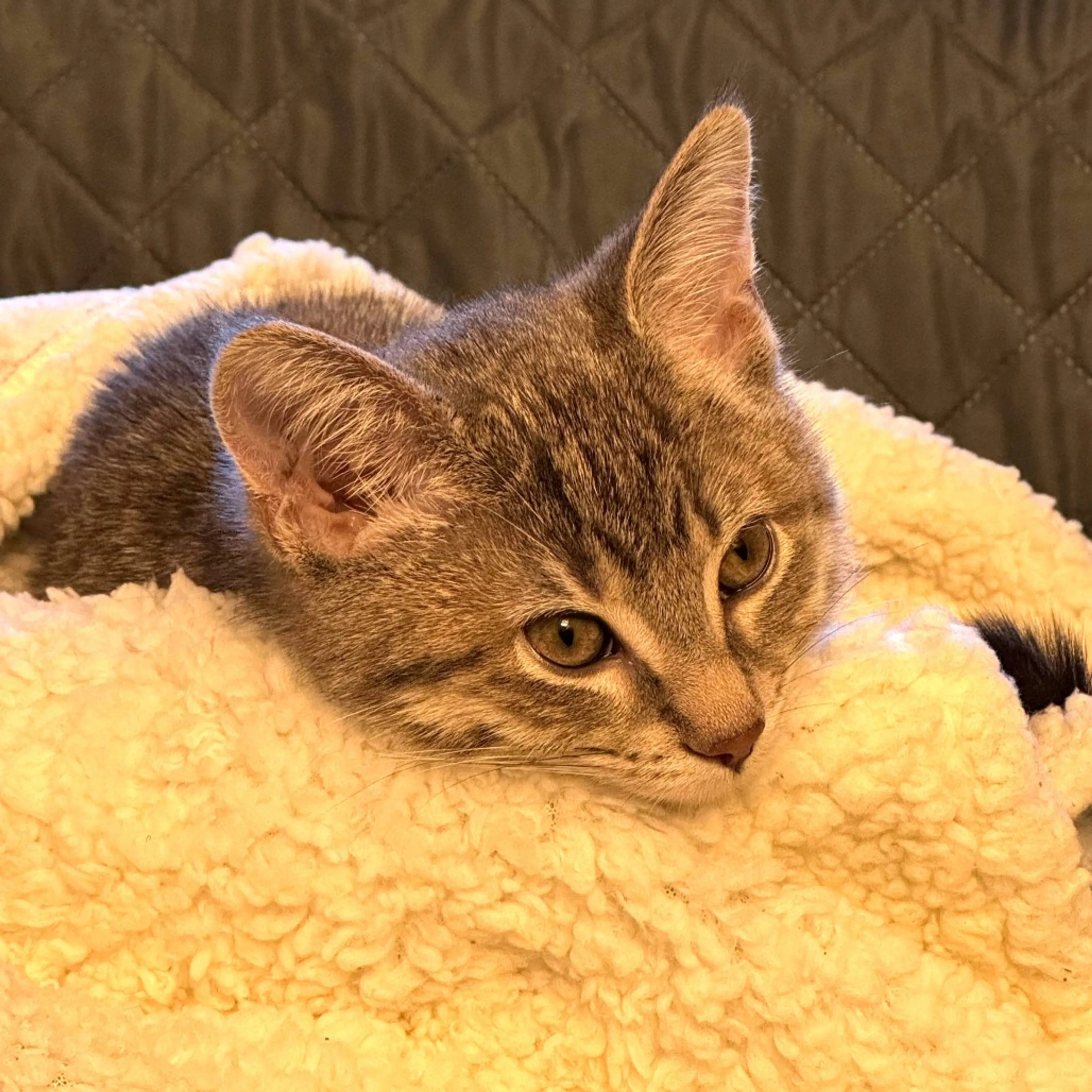 Found pet-5