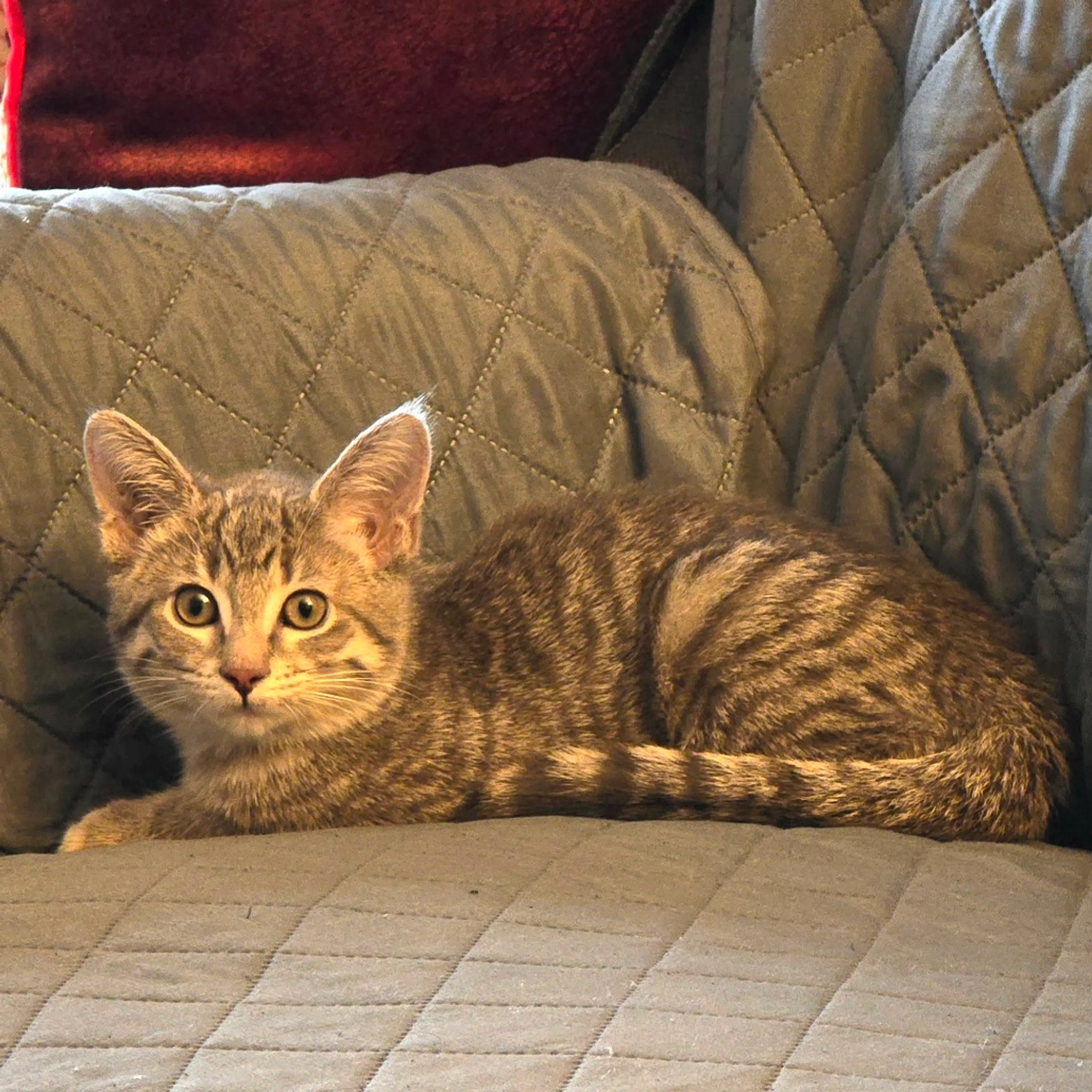 Found pet-3