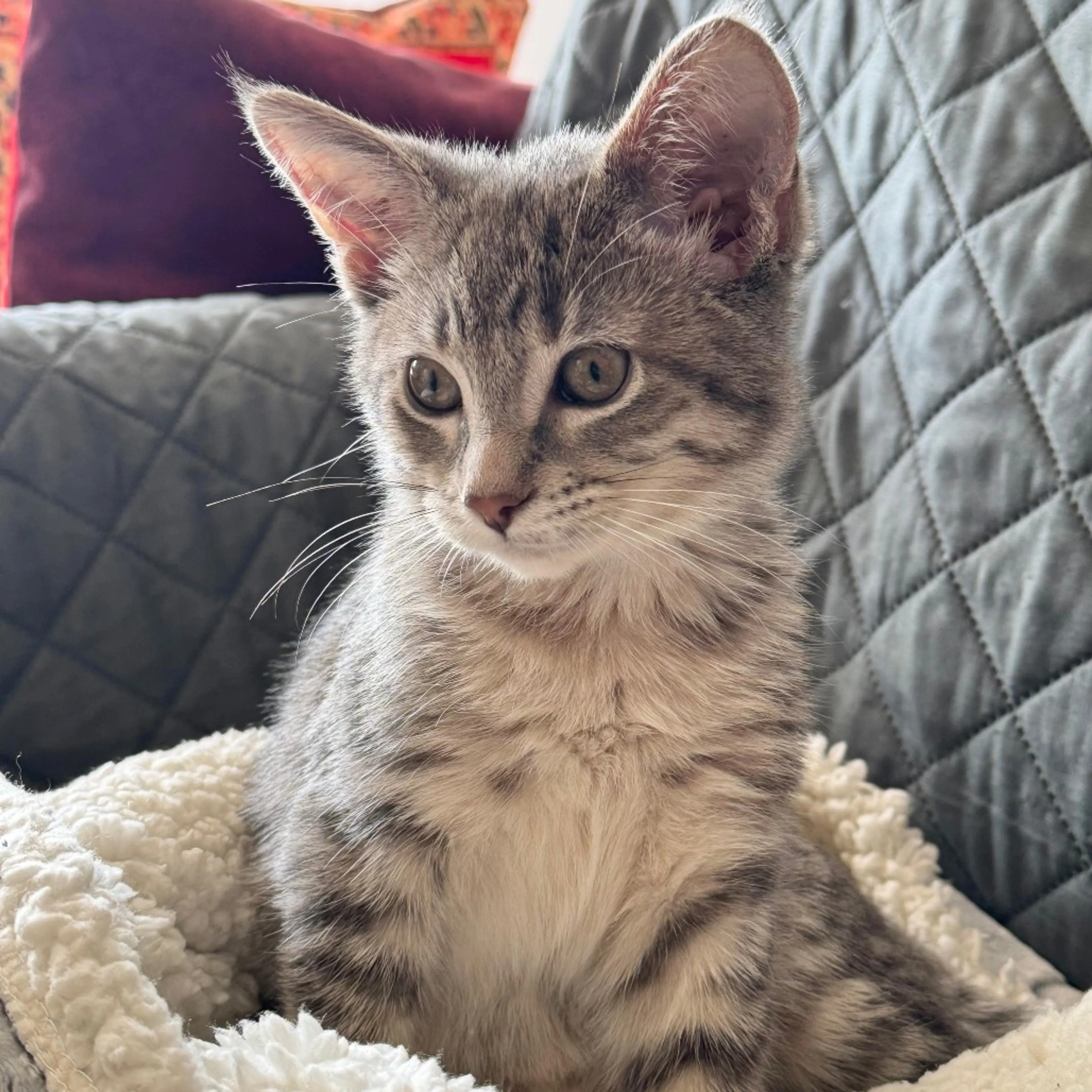 Found pet-4