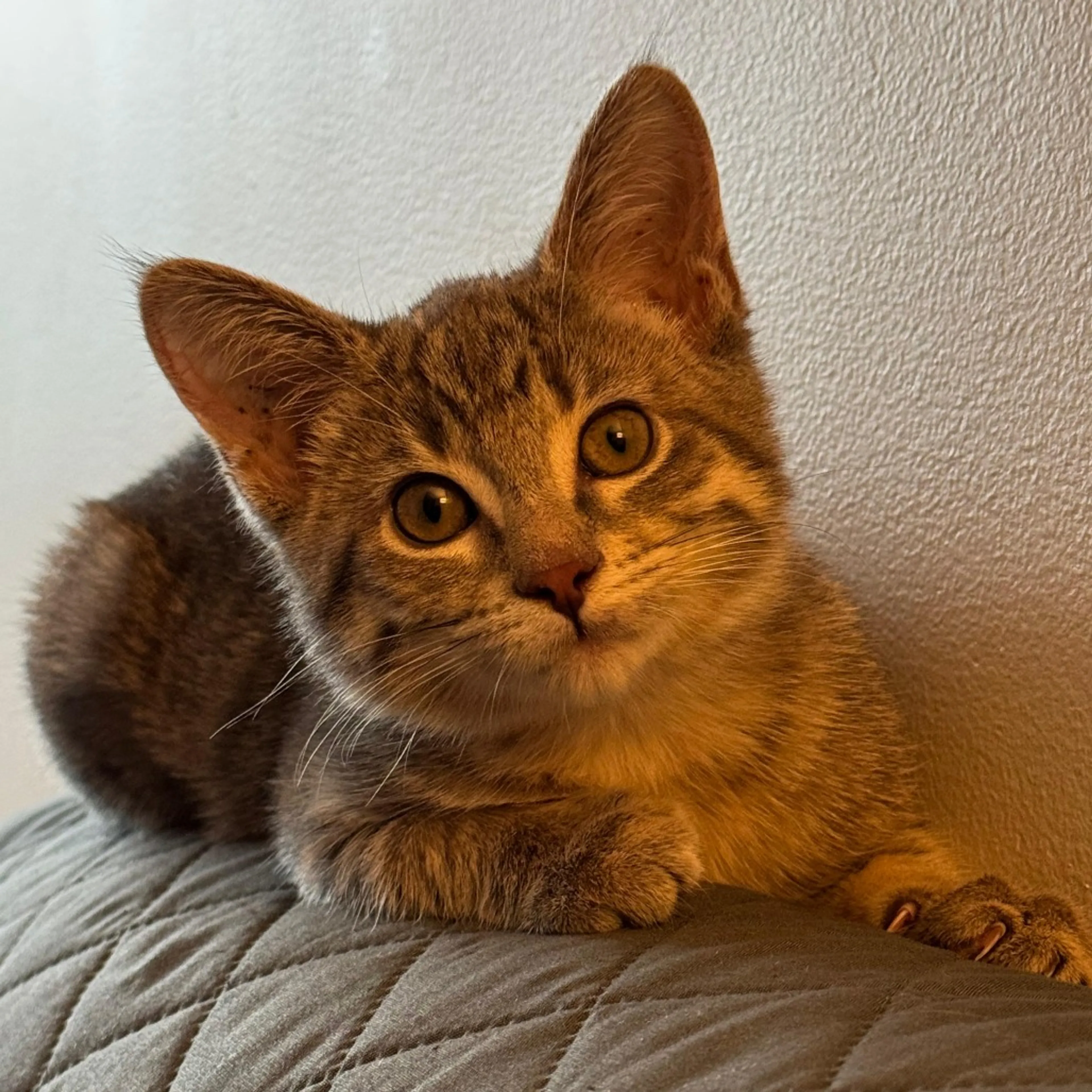 Found pet-2
